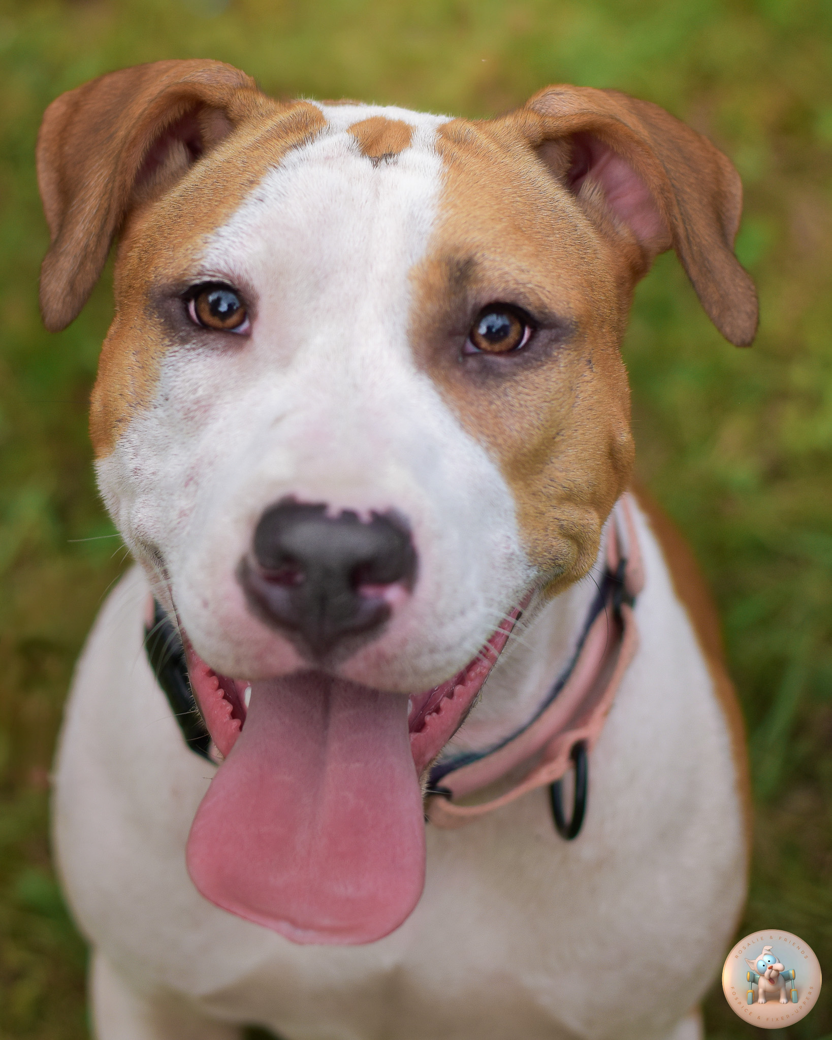 Crumpet, 9-month-old mixed-breed puppy