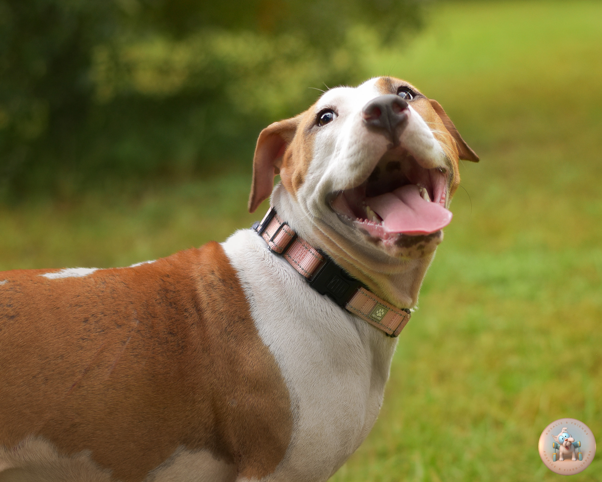 Crumpet, a 9-month-old mixed-breed puppy, another photo