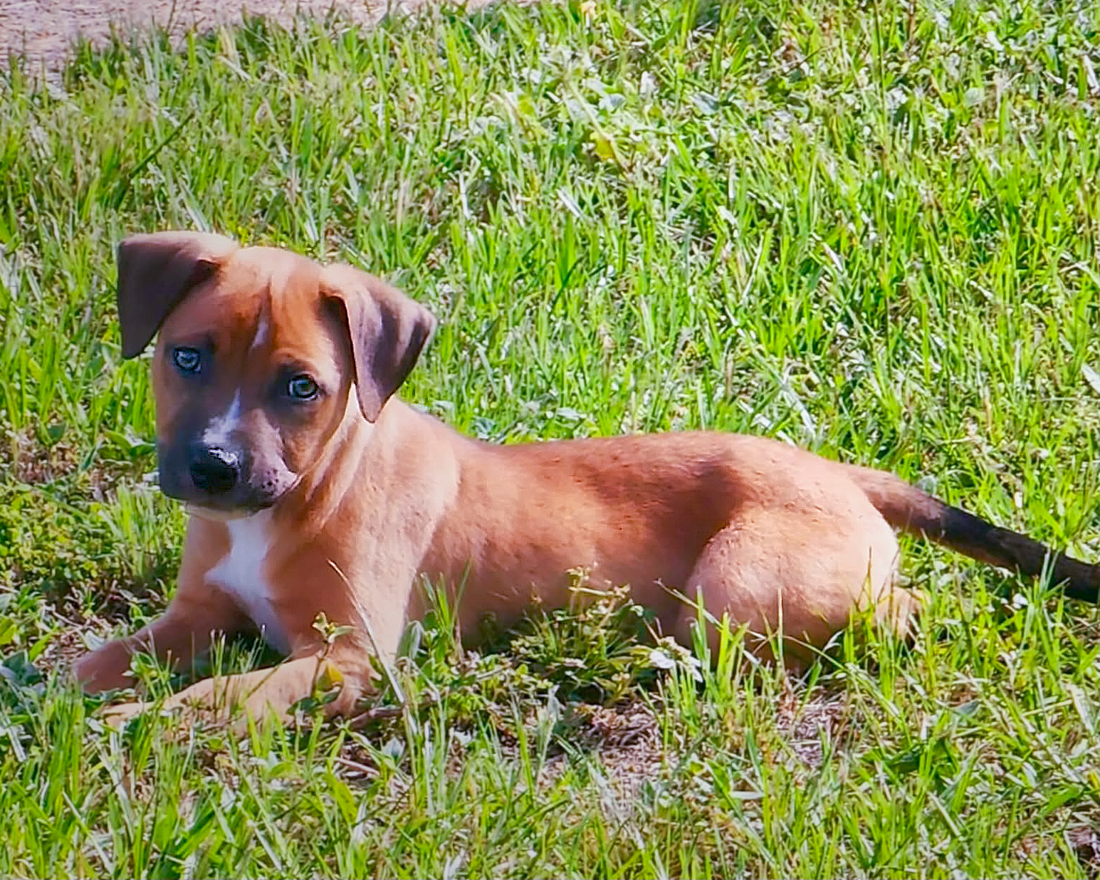Dauphin, a 4 month old mixed breed