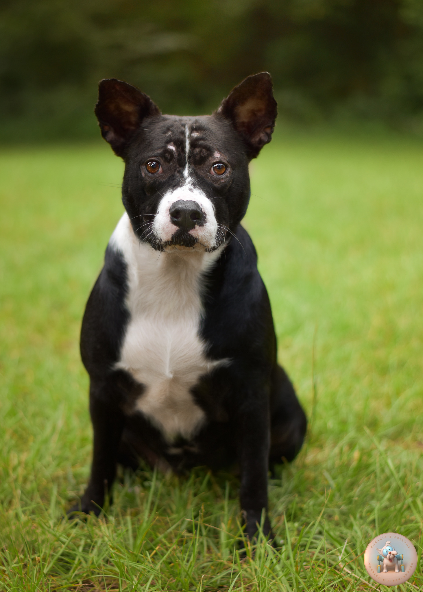 Eliza, a 1-year-old Catahoula mix