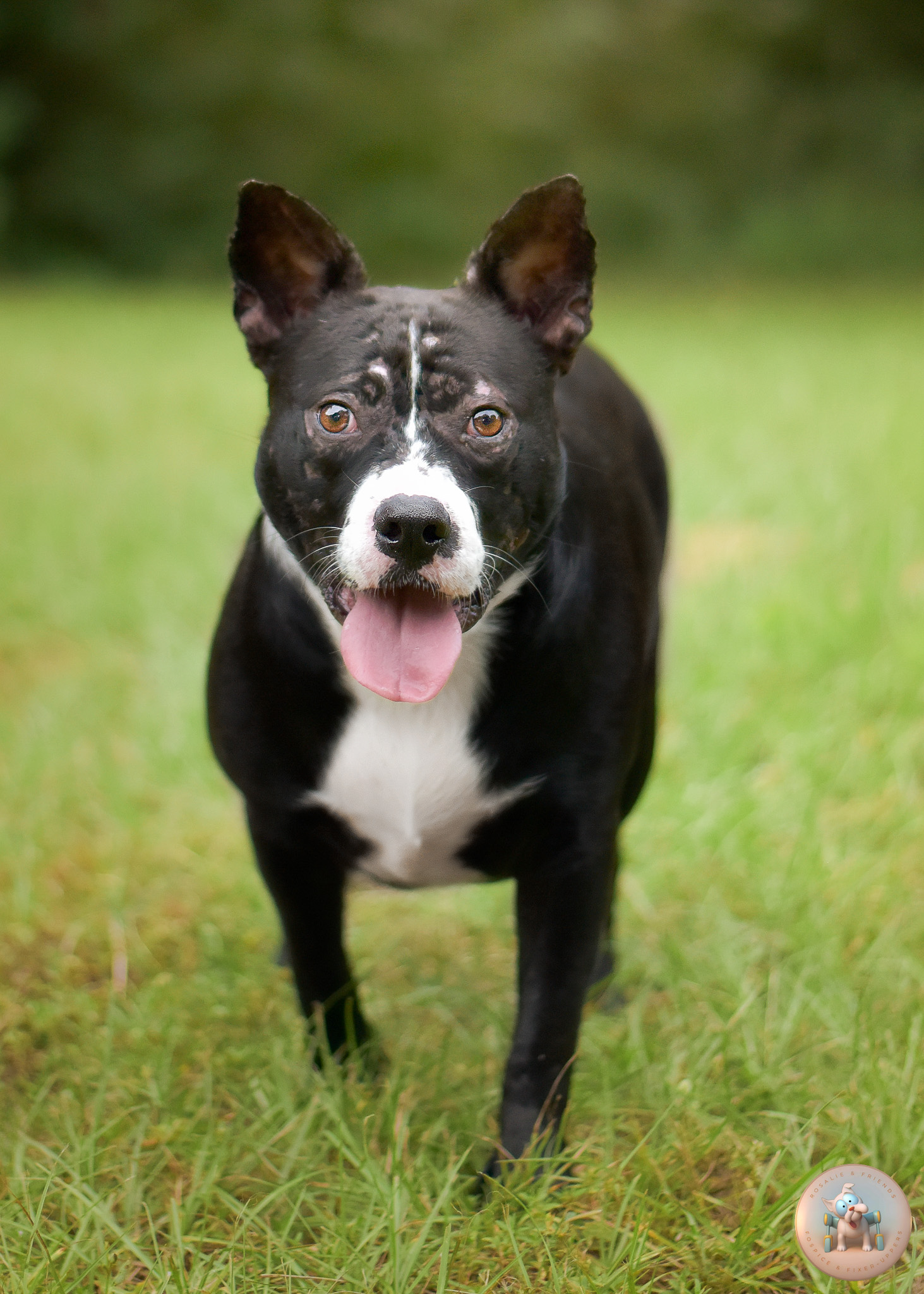Eliza, a 1-year-old Catahoula mix, another photo