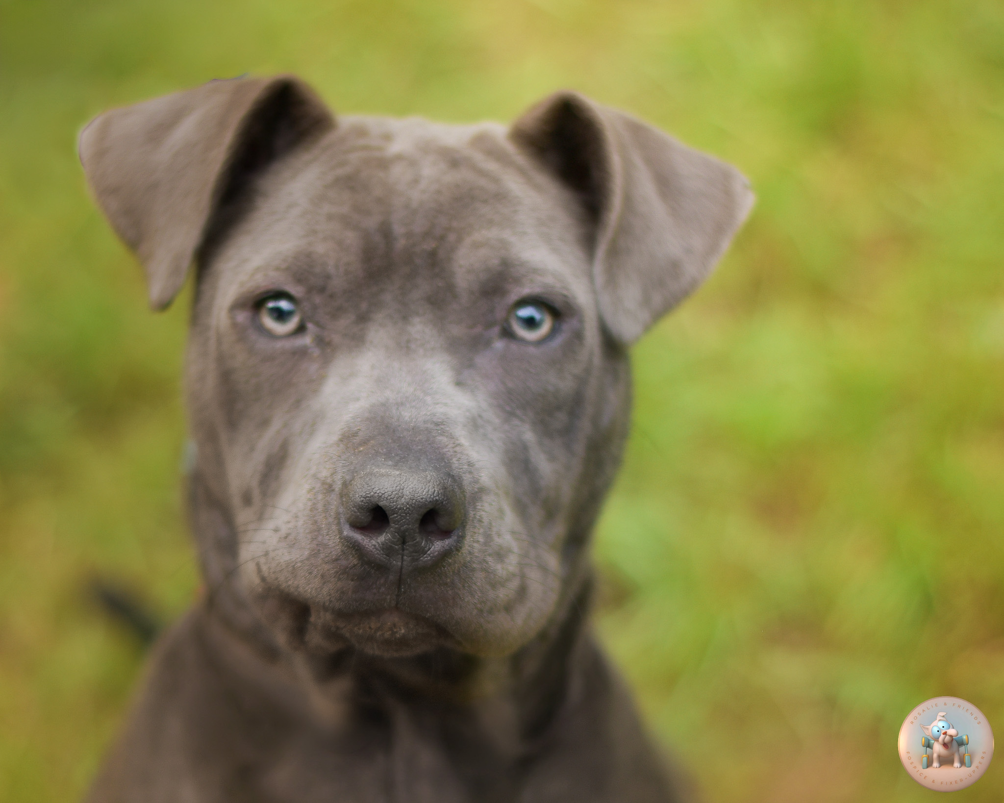 Havana, a 1-year-old blue bully mix