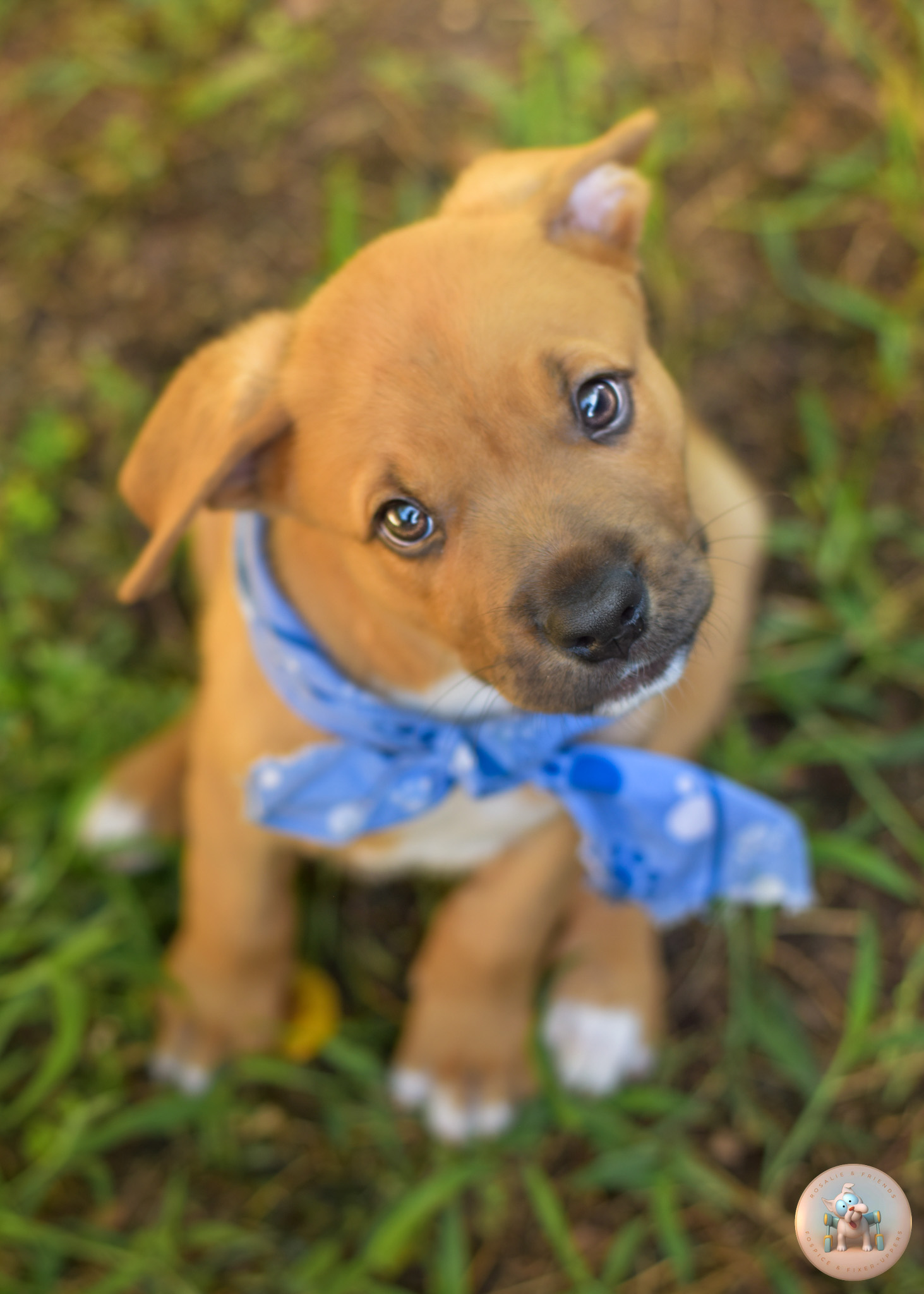 Harris, a 9-week-old Staffordshire Terrier and possible Boxer mix puppy