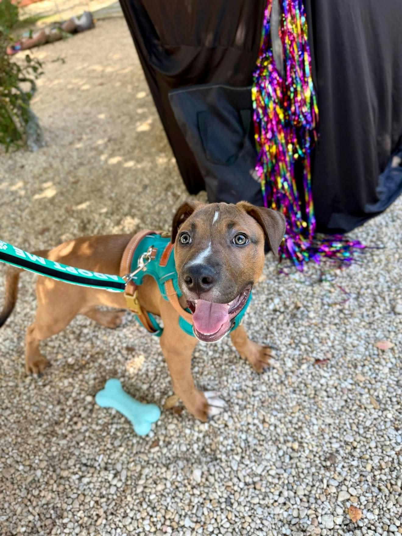 Dauphin, a 4 month old mixed breed