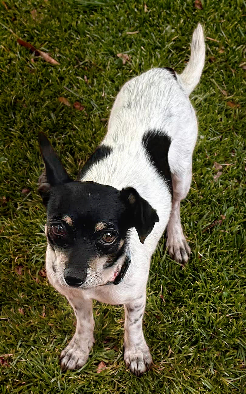 Lumi, a 2.5-year-old Chihuahua mix