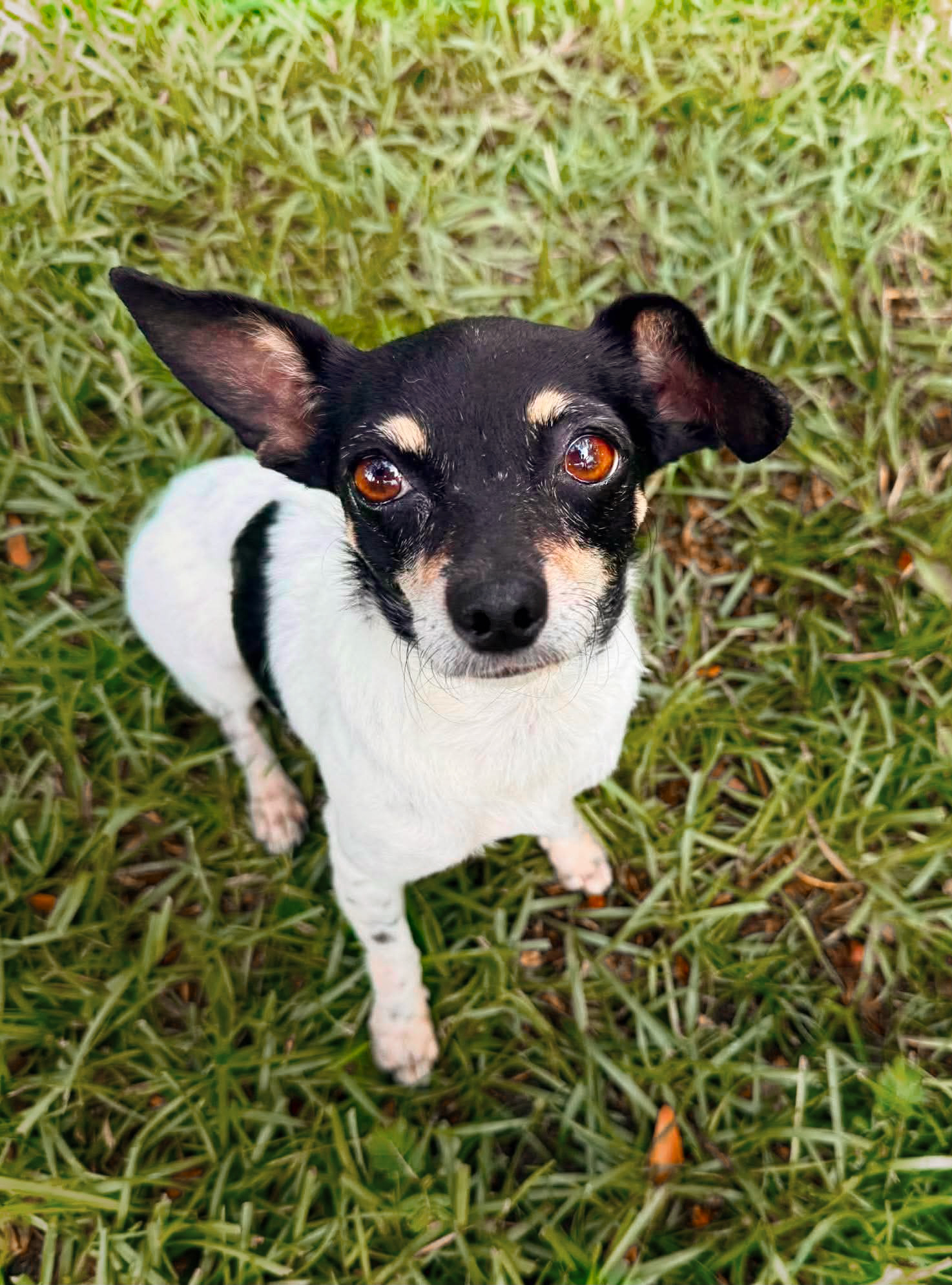 Lumi, a 2.5-year-old Chihuahua mix
