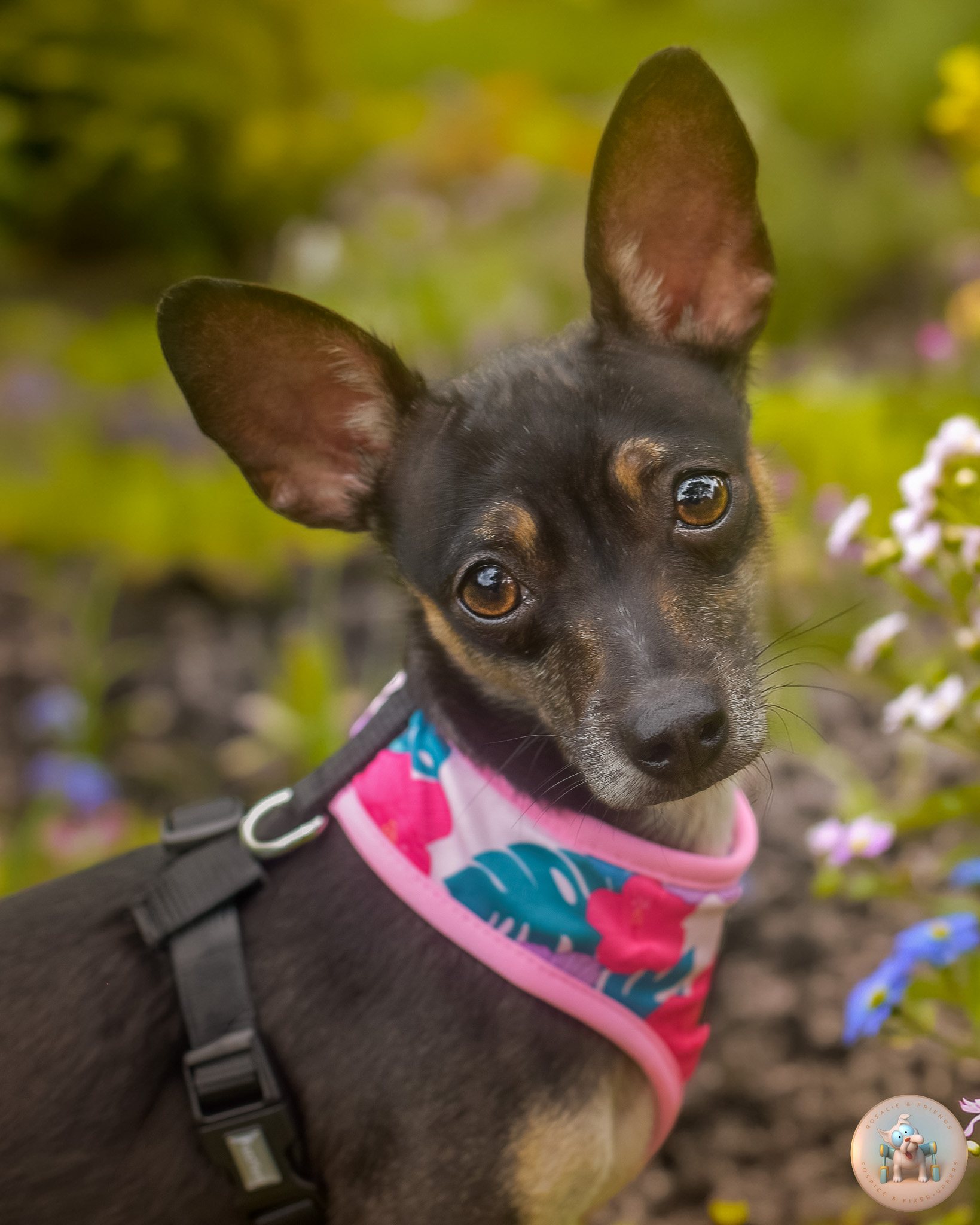 Myla, a 1.5-year-old Chihuahua mix