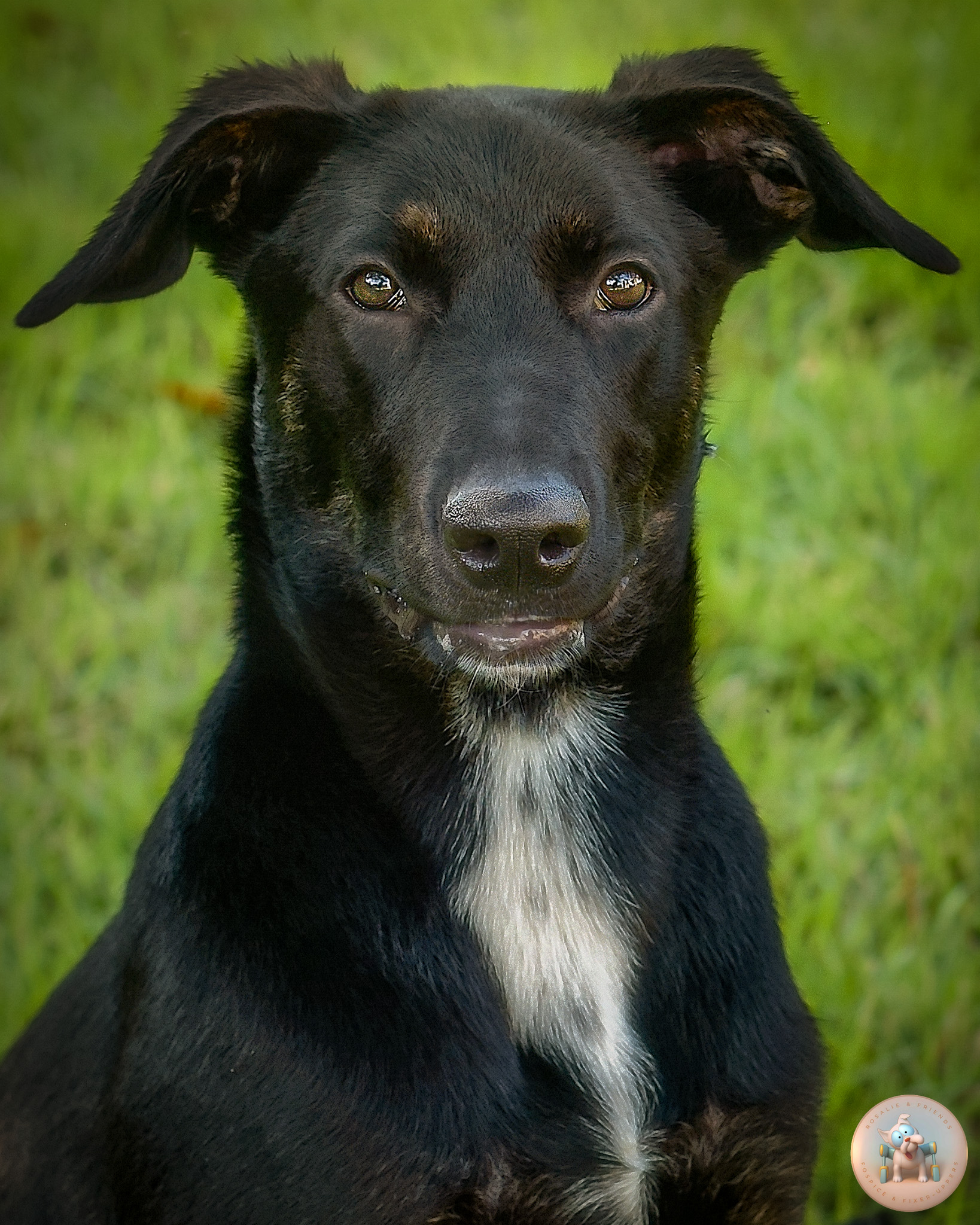 Pepper, a 5-month-old Shepherd and Lab mix puppy