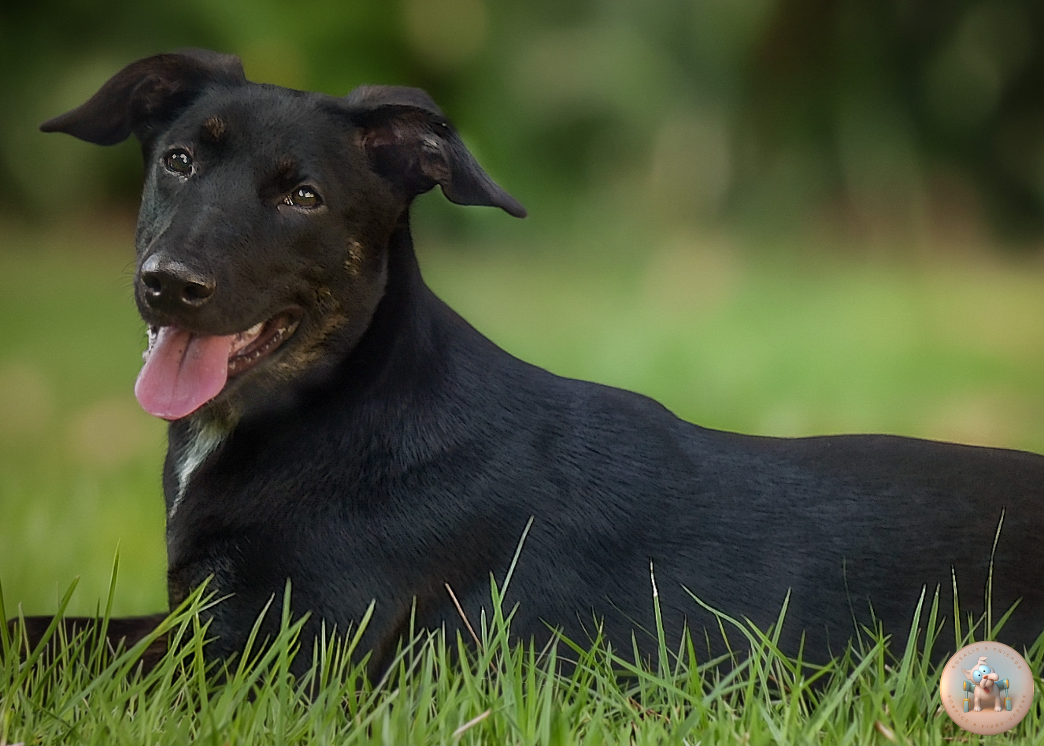 Pepper, a 5-month-old Shepherd and Lab mix puppy, another photo