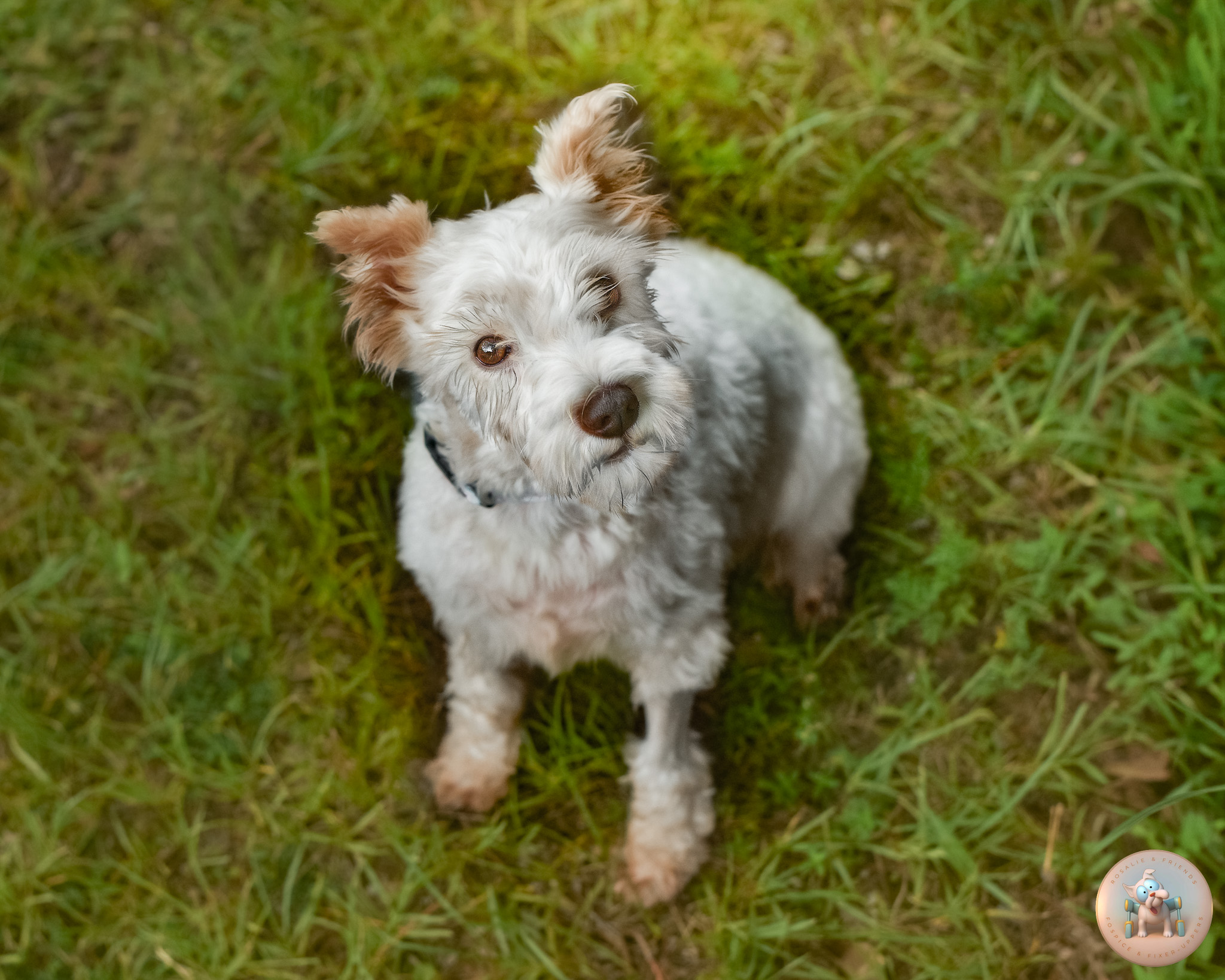 Lady Vivienne, a 5-year-old Miniature Schnauzer