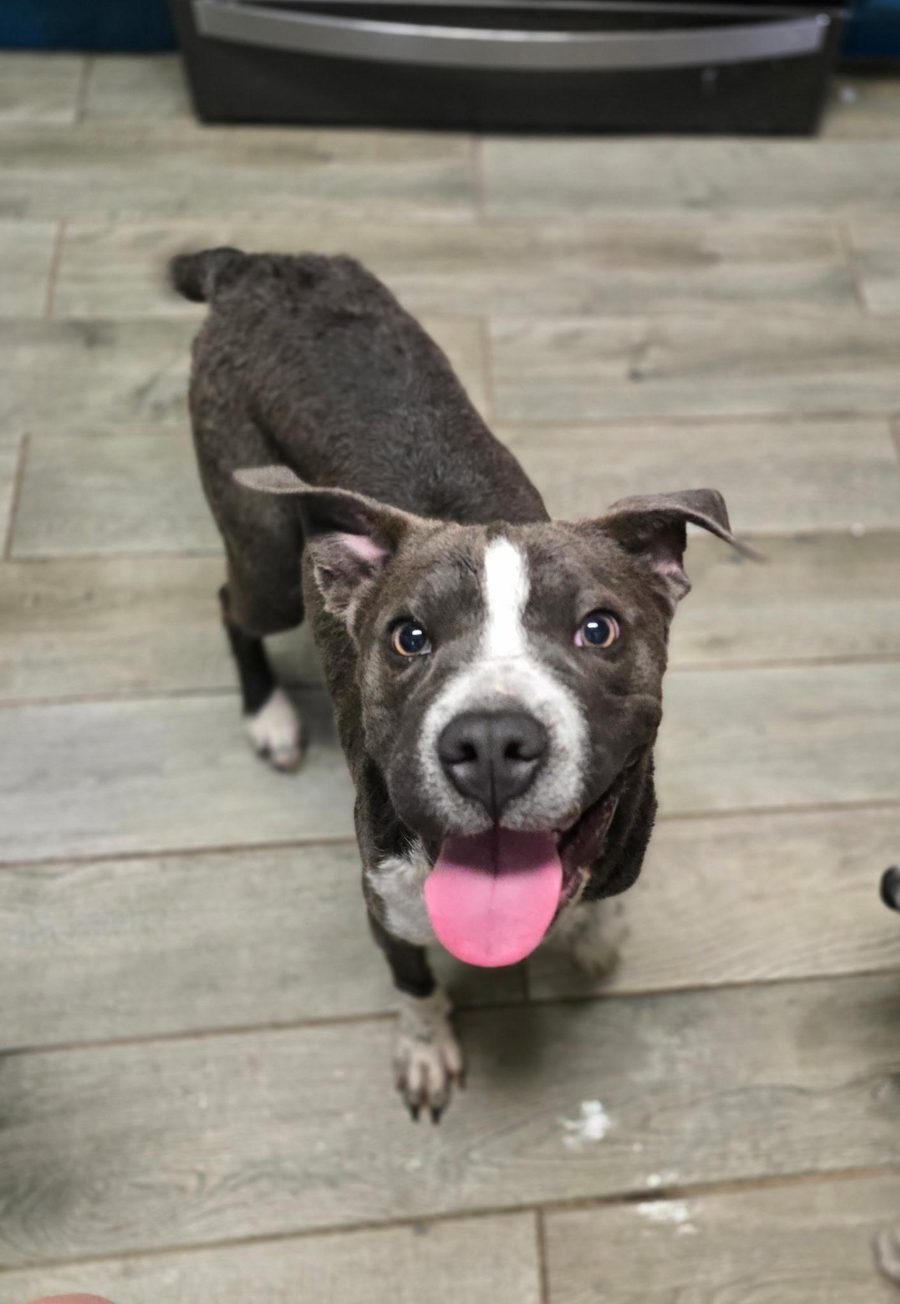 Blue Bell, 8-month-old Retriever and Shar-Pei mix