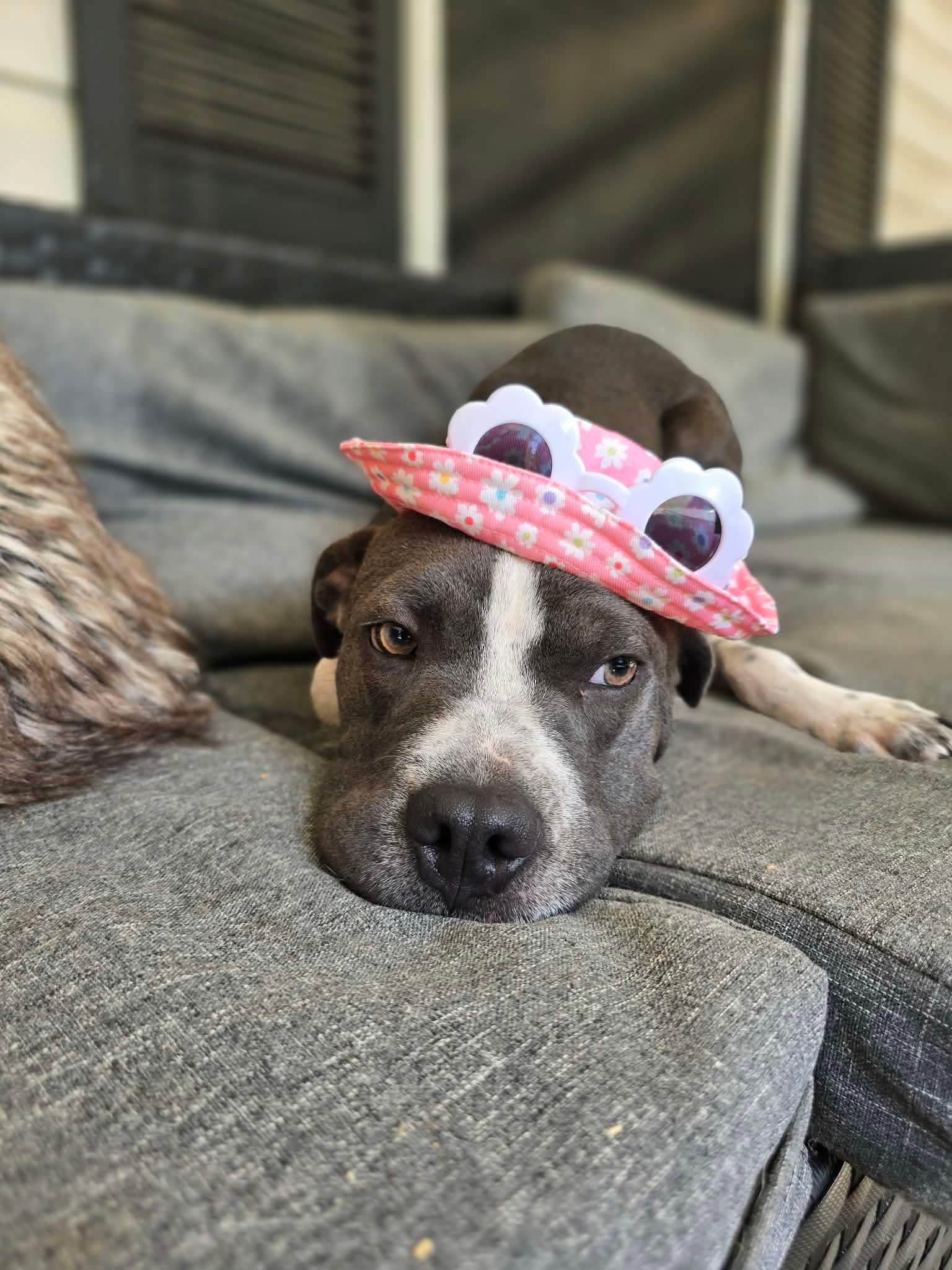 Blue Bell, an 8-month-old Retriever and Shar-Pei mix, now adopted