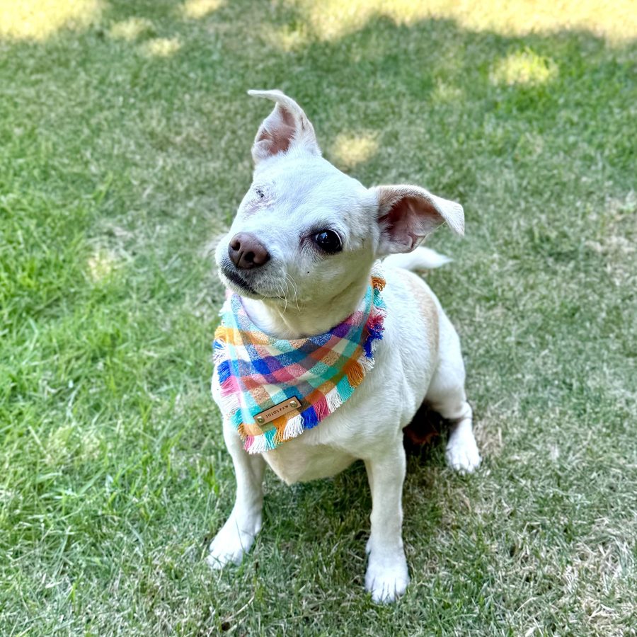 Cashew, a one-eyed Chihuahua mix, now adopted