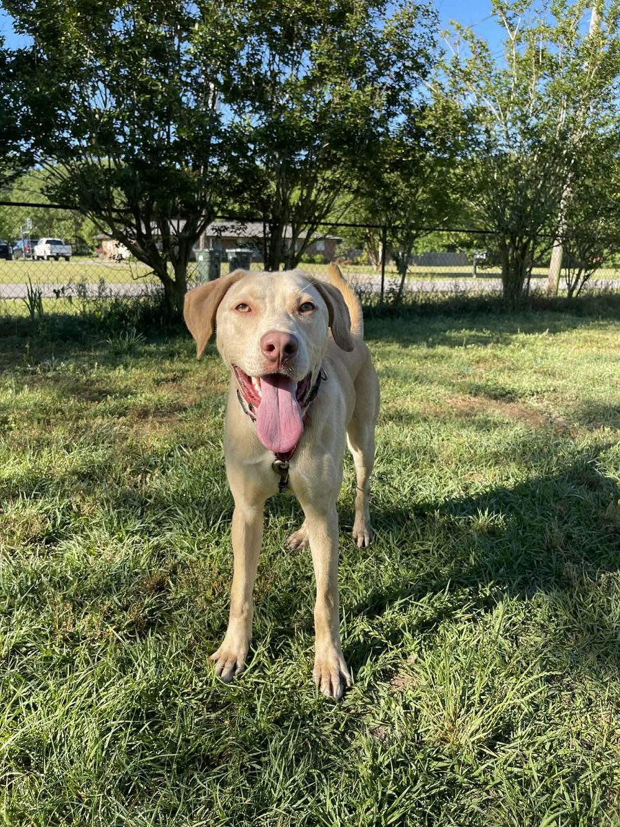 Christopher Robin, a young Lab, now adopted