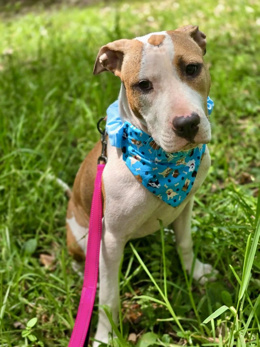 Crumpet, 9-month-old mixed-breed puppy
