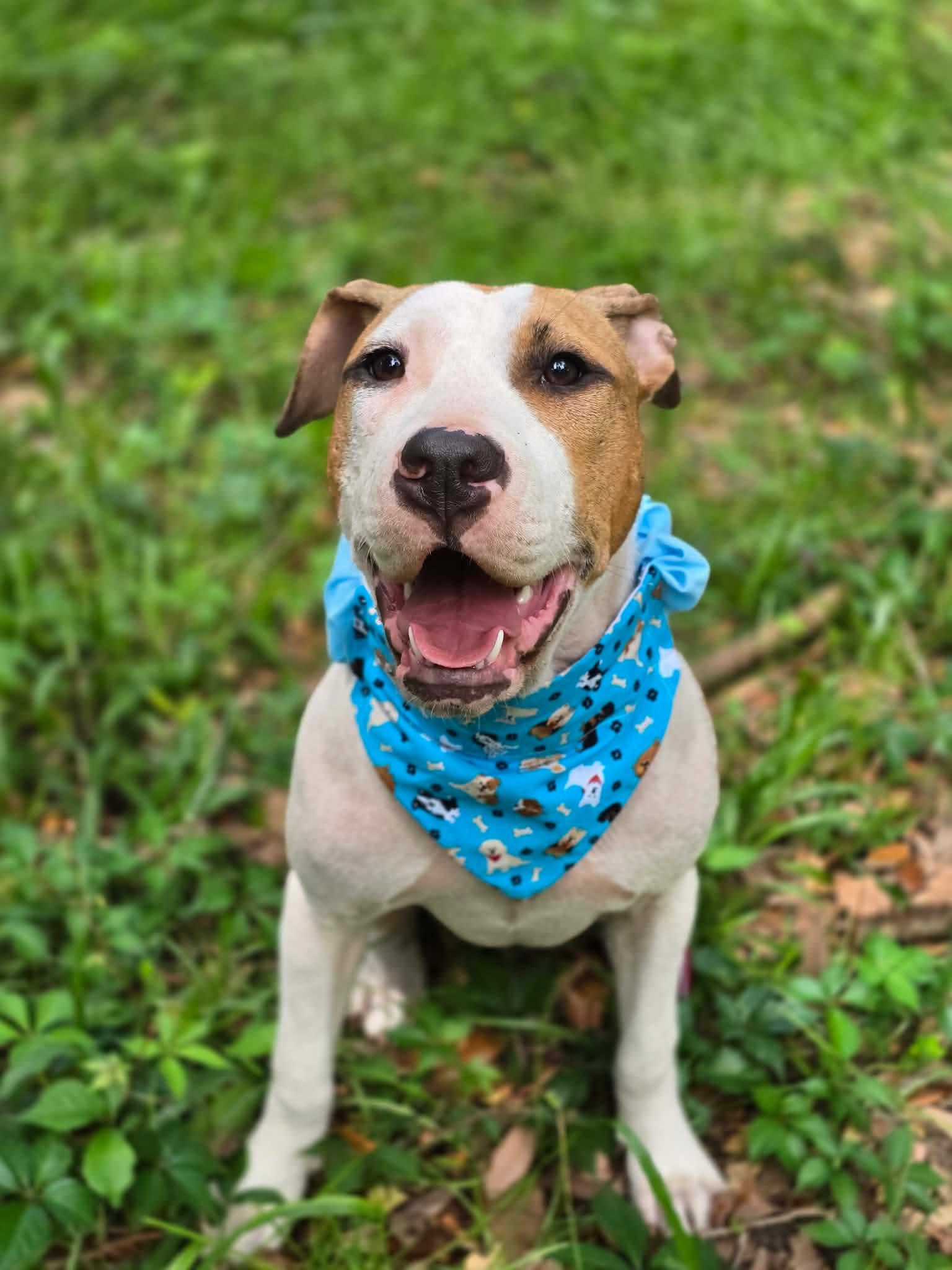 Crumpet, 9-month-old mixed-breed puppy