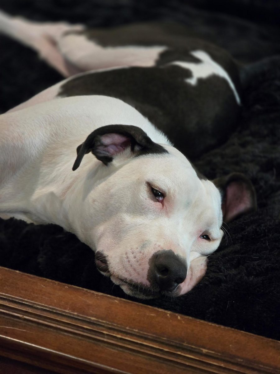 Ernie, 1-year-old American Bully