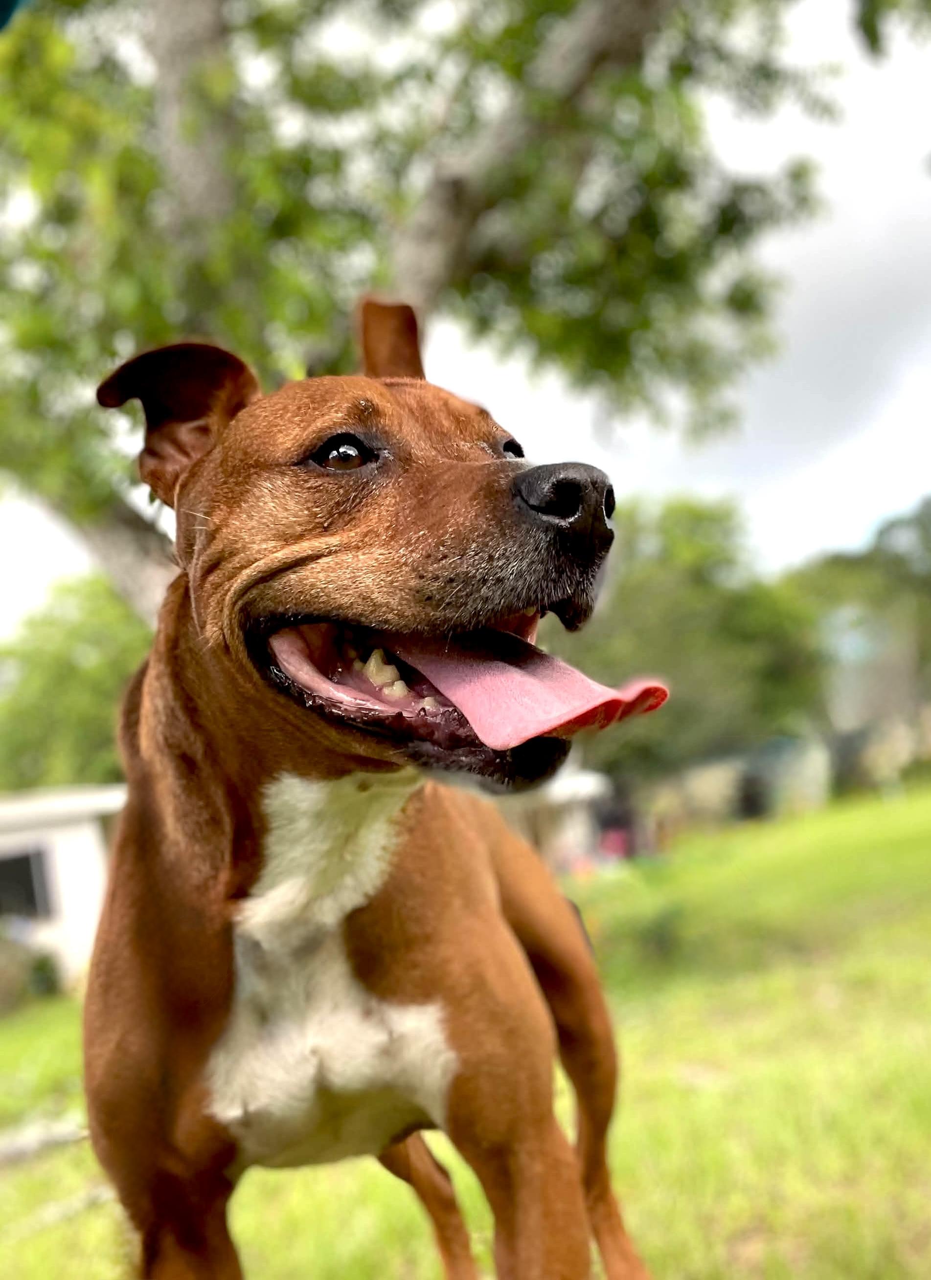 Esther, an 8-year-old Boxer and Bully mix, now adopted