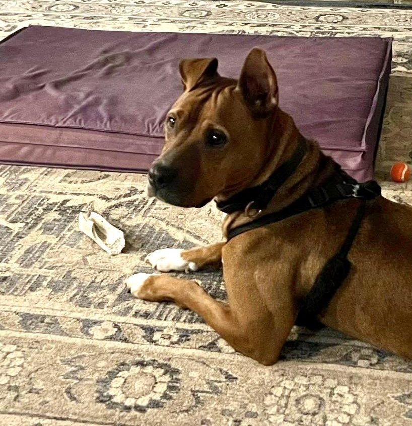 Esther, an 8-year-old Boxer and Bully mix