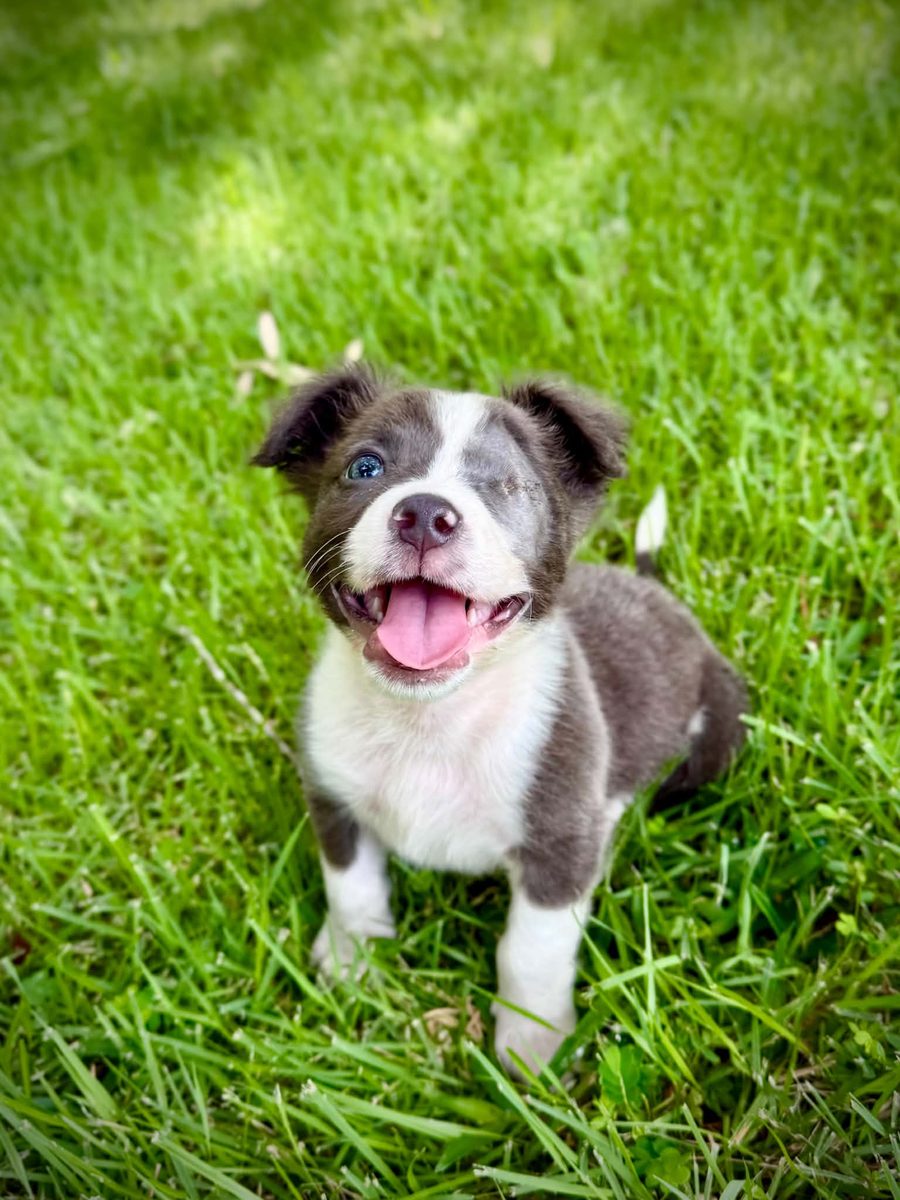 Gromit, a 9-week-old mixed-breed puppy