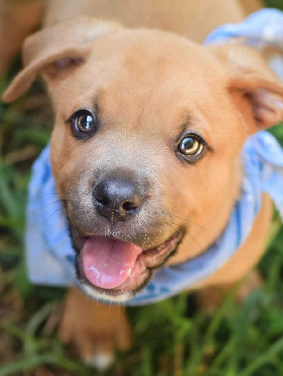 Harris, a 9-week-old Staffordshire Terrier and possible Boxer mix puppy