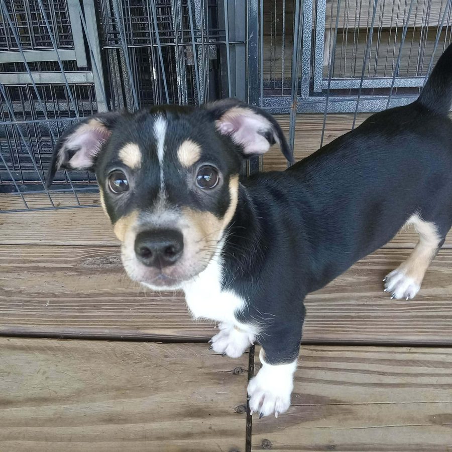 Hutch, Chihuahua mix puppy