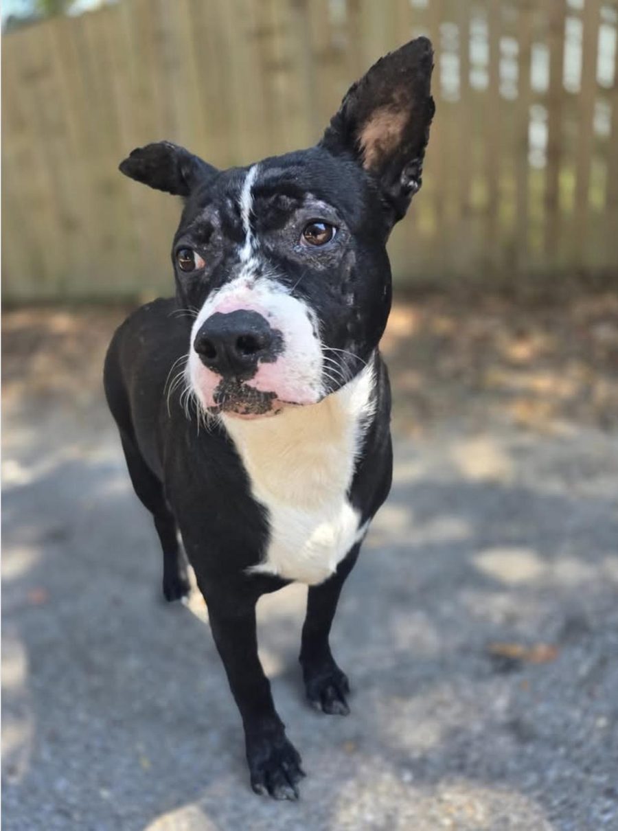 Liza, a 1-year-old Catahoula mix
