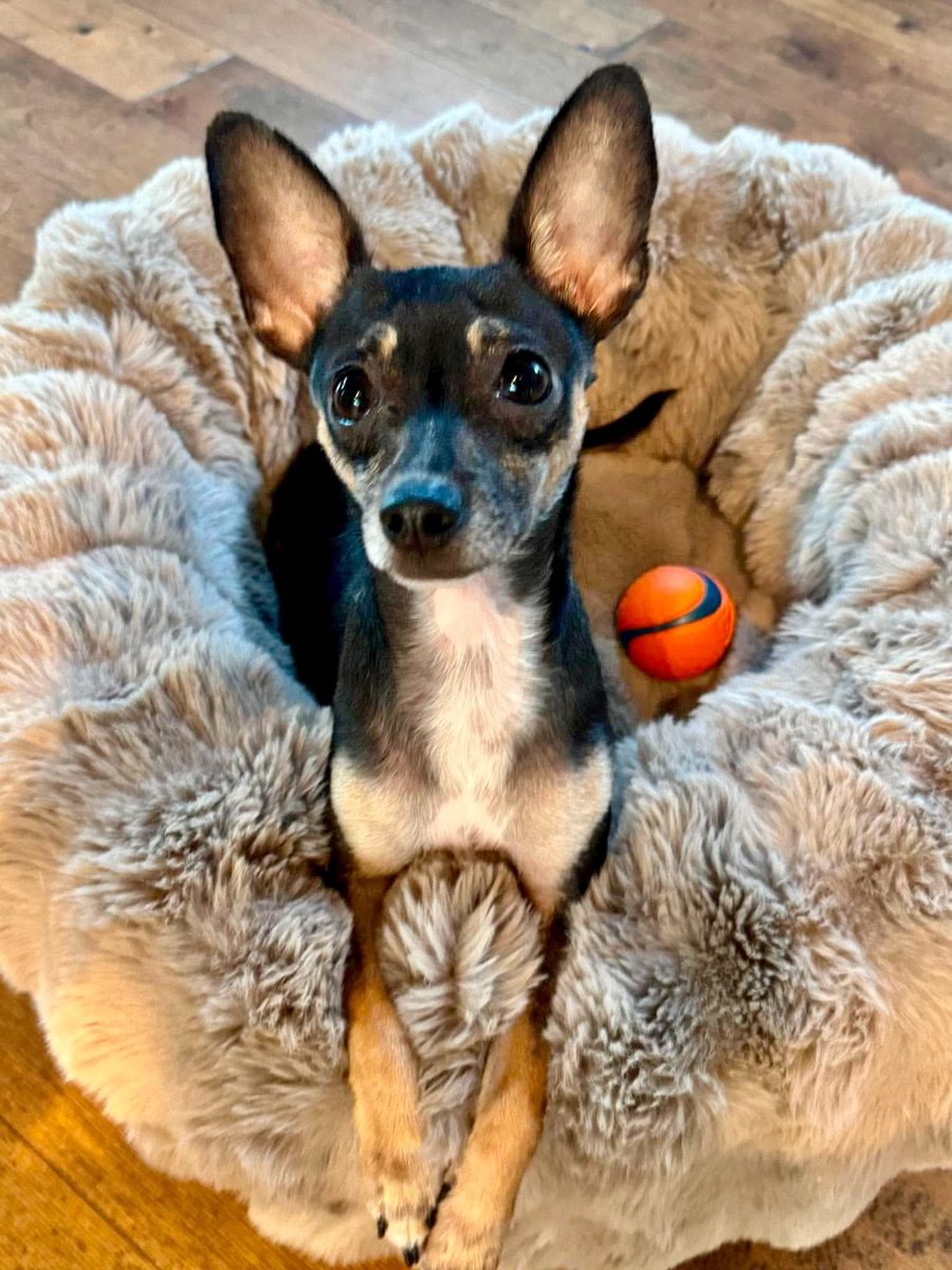 Myla, a 1.5-year-old Chihuahua mix