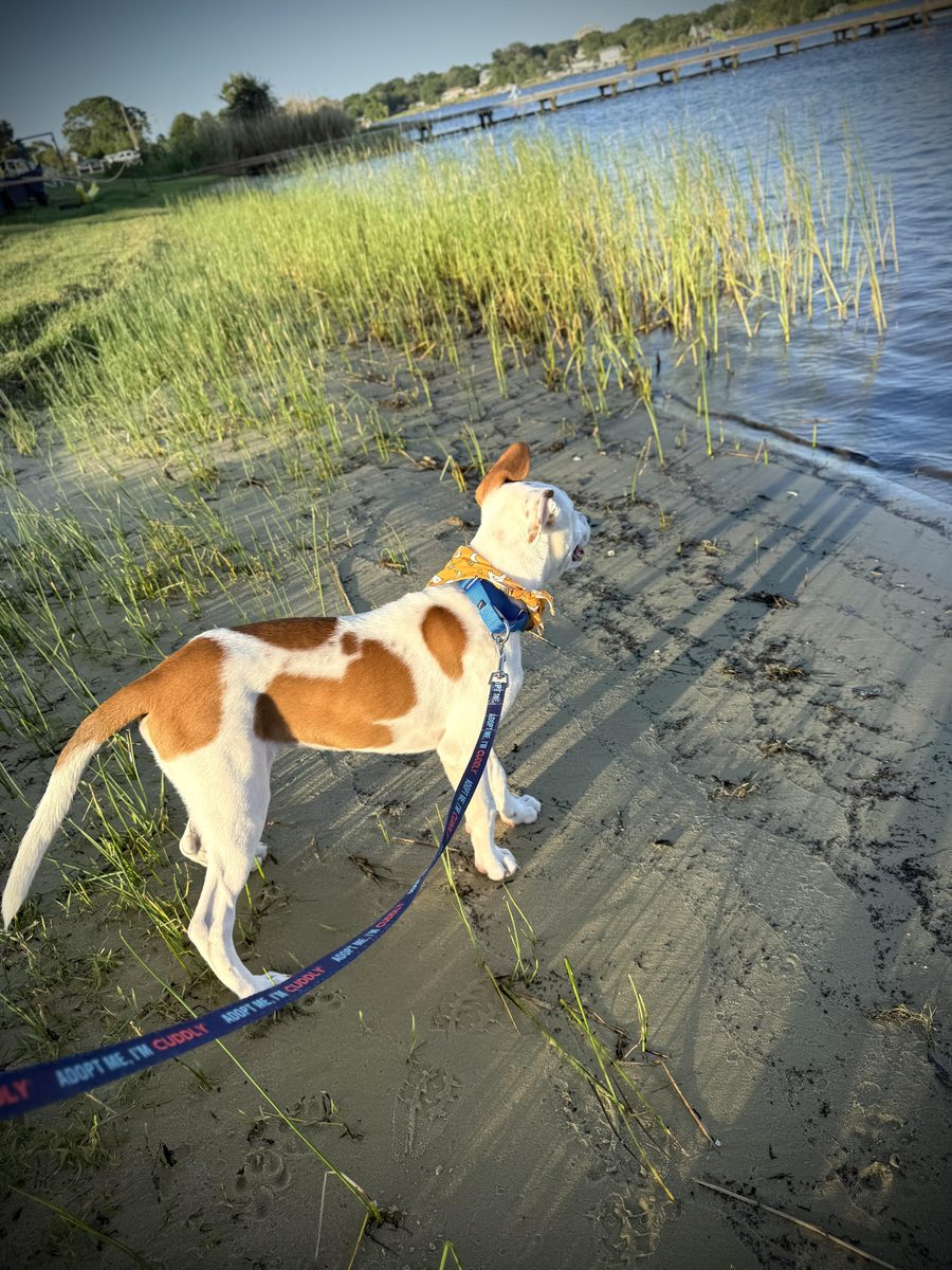 Noodles, Retriever and Terrier mix puppy
