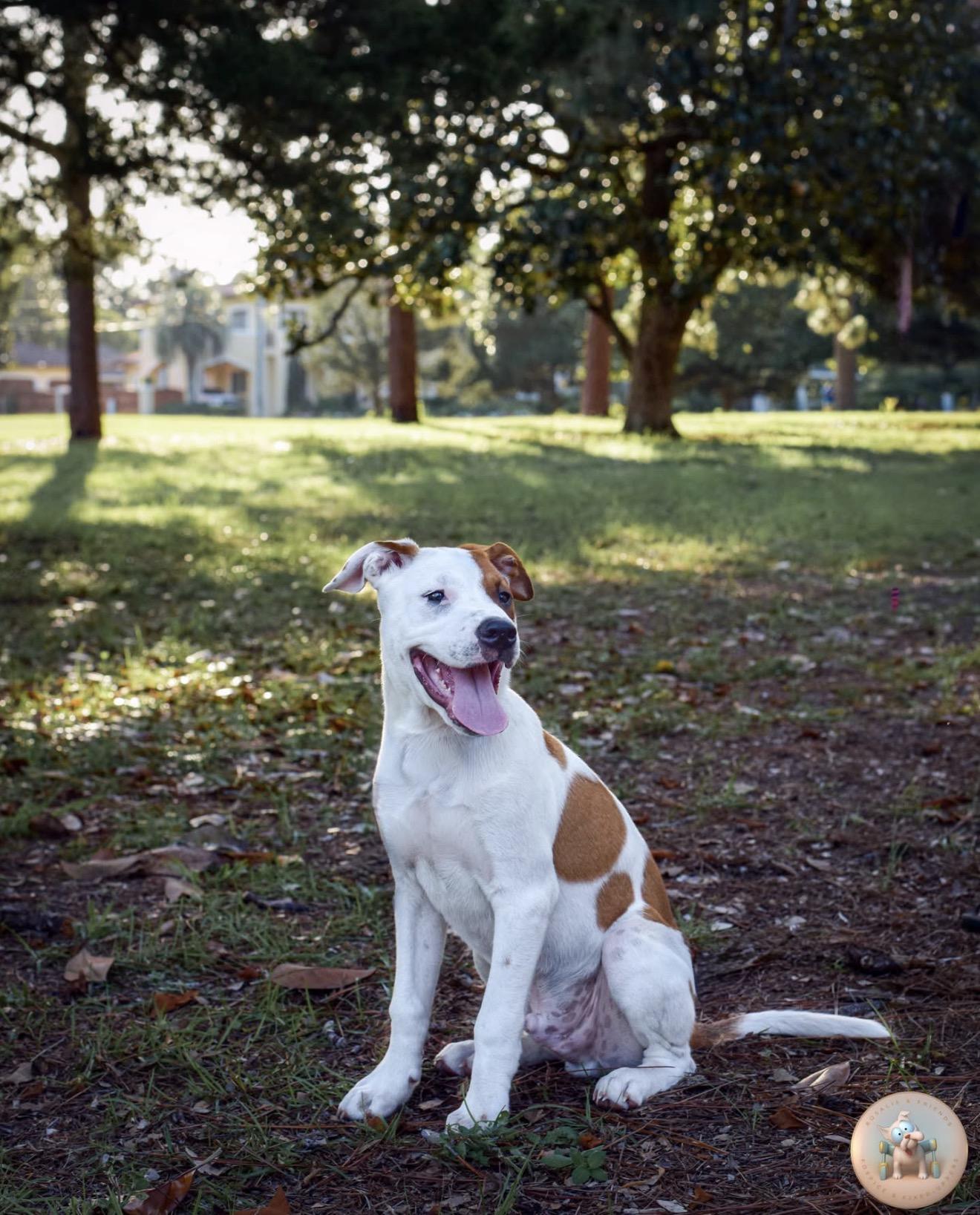 Noodles, a Retriever and Terrier mix puppy, another photo