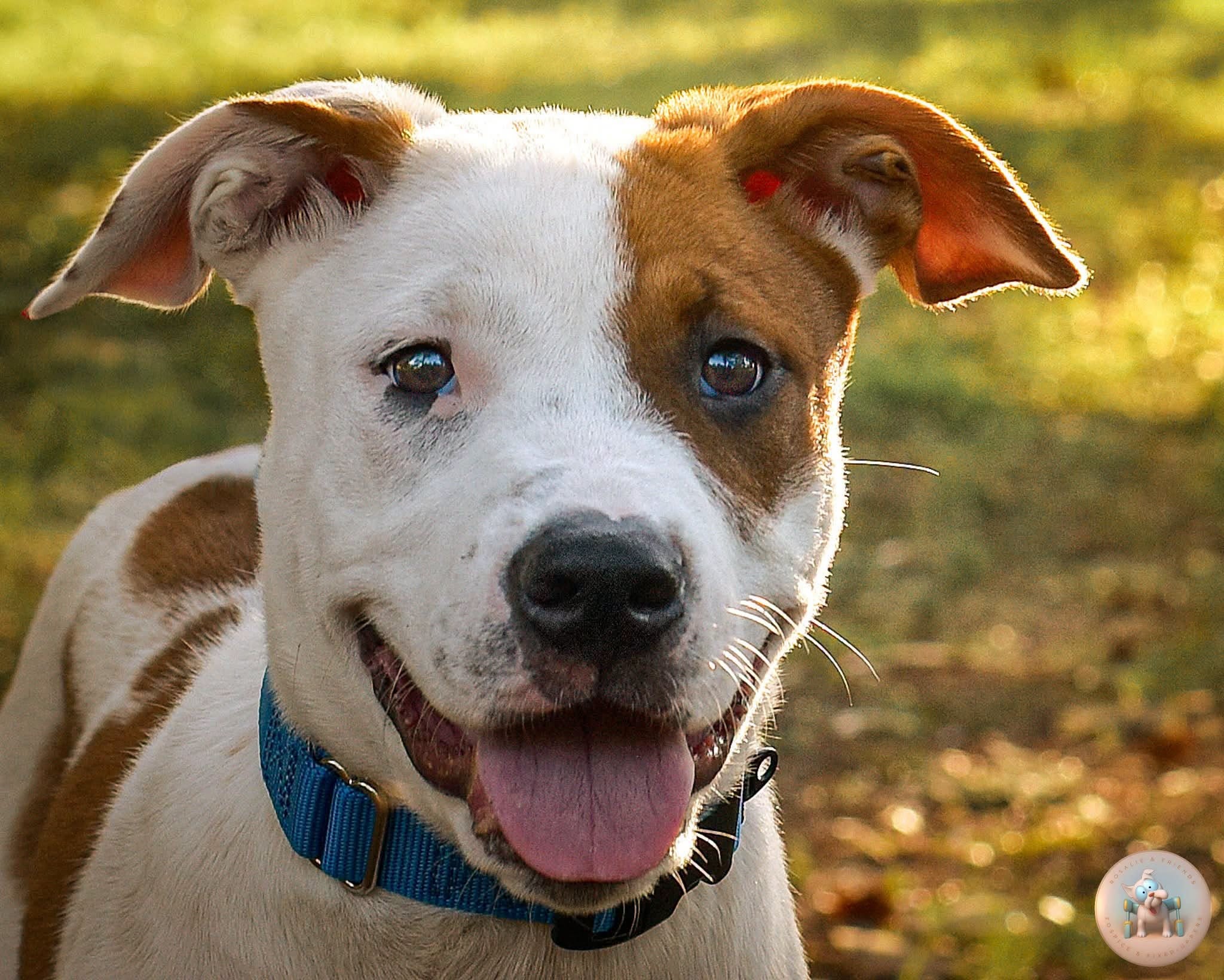 Noodles, a Retriever and Terrier mix puppy, playing