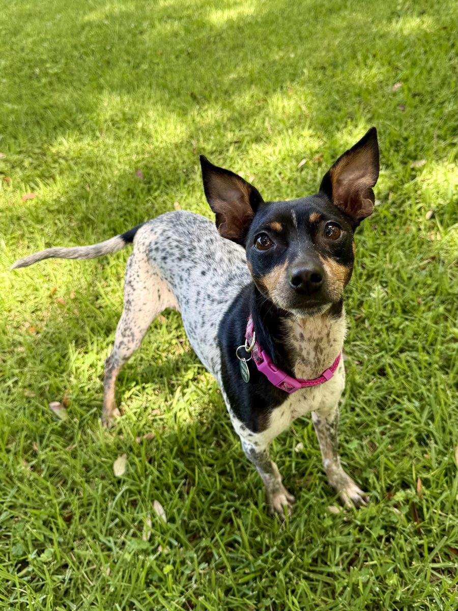 Penelope, a 2.5-year-old Rat Terrier mix