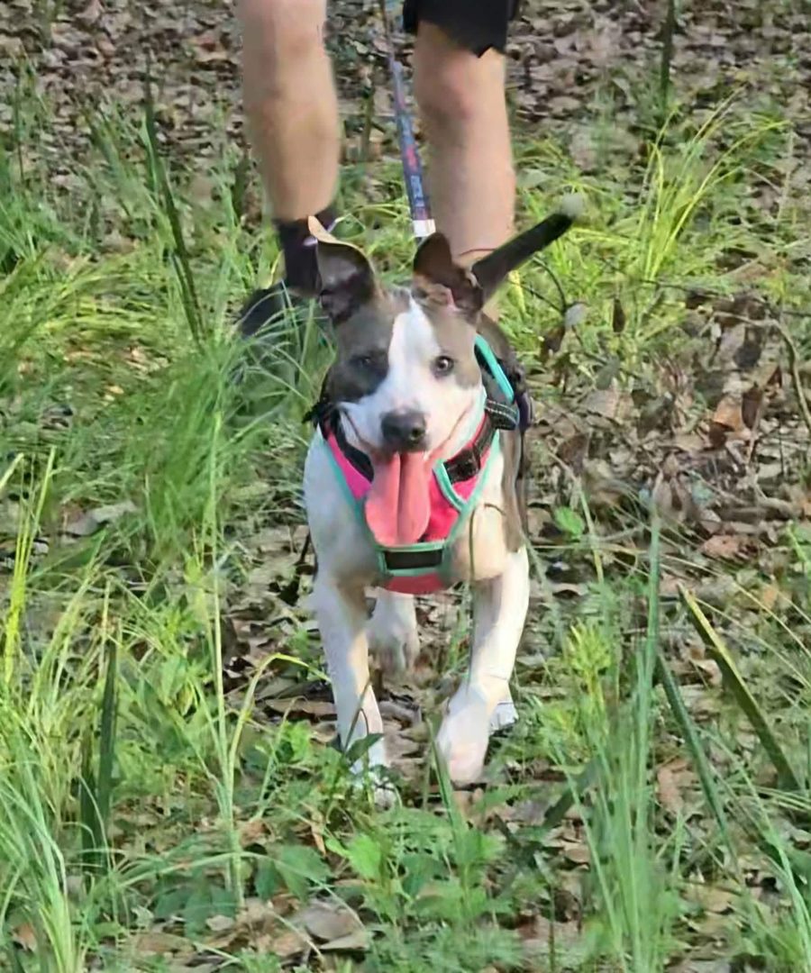 Portia, 9-month-old Bully mix