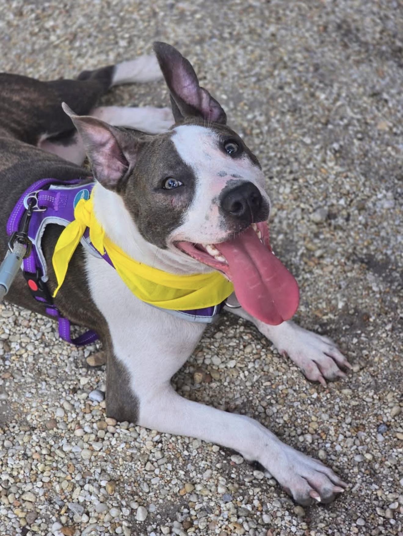 Portia, 9-month-old Bully mix
