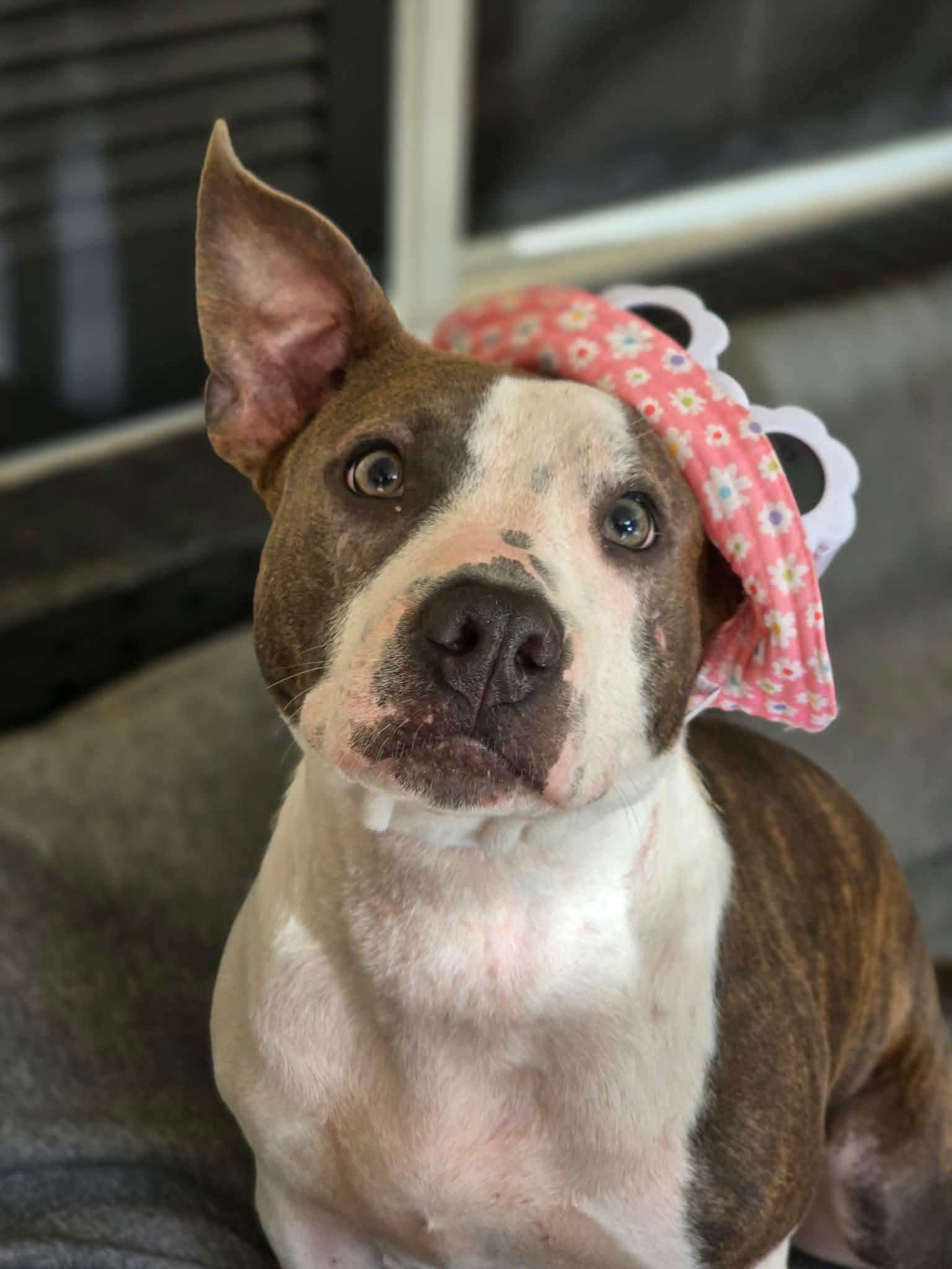 Portia, a 9-month-old Bully mix, wearing a pink floral bonnet