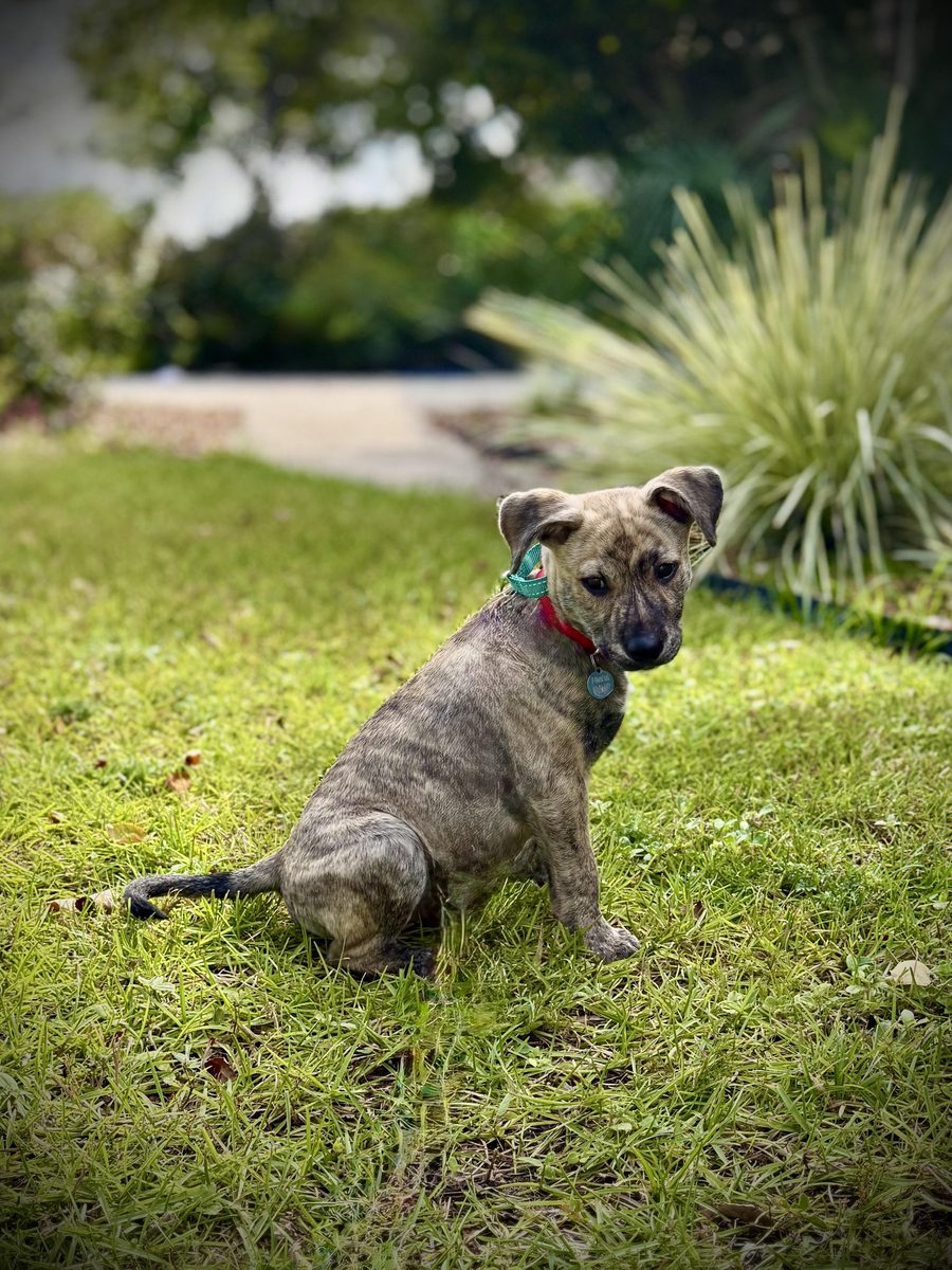 Rukus, 3-month-old Lab and Shepherd mix puppy with brindle markings