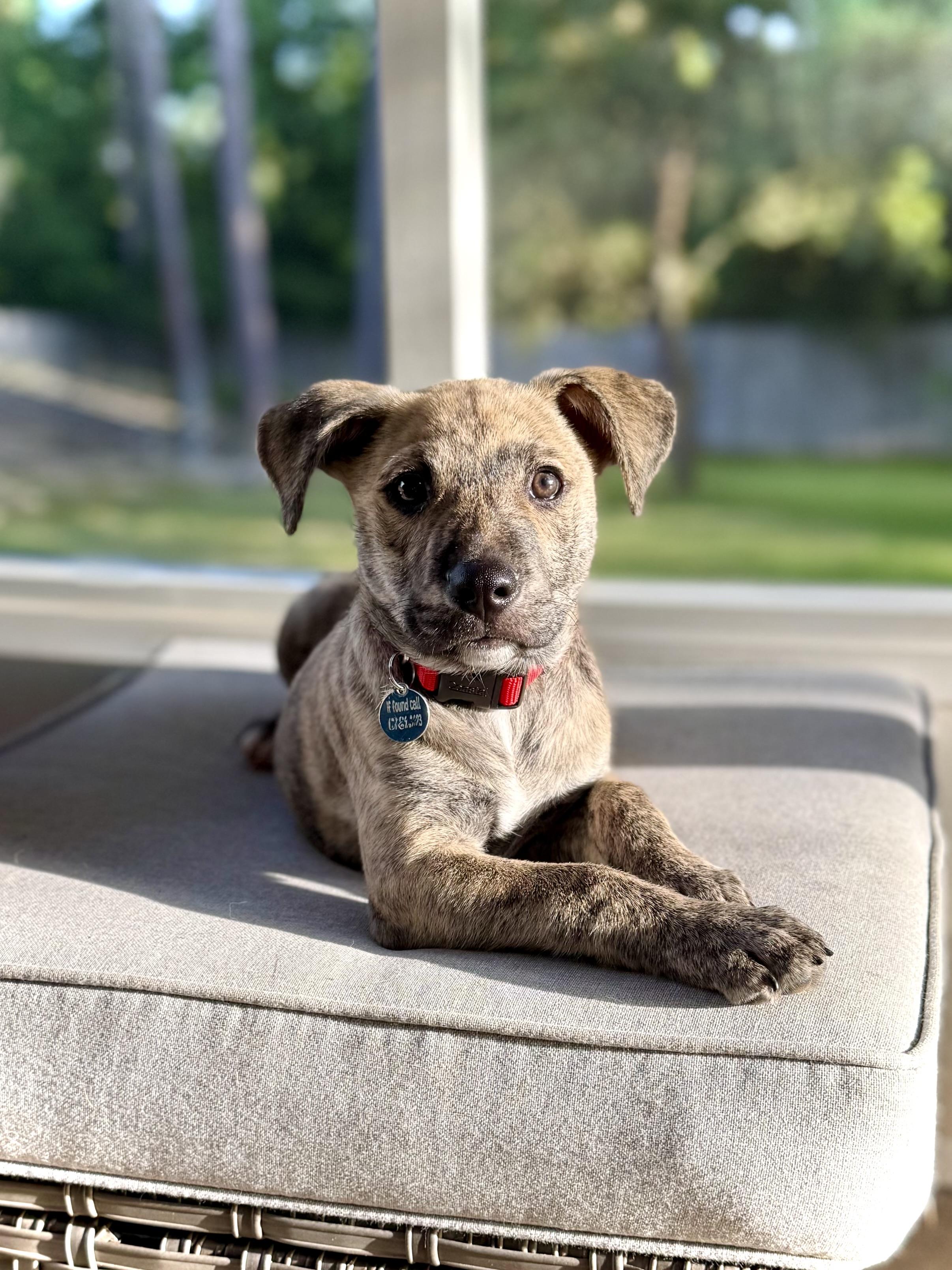 Rukus, a 3-month-old Lab and Shepherd mix puppy, now adopted