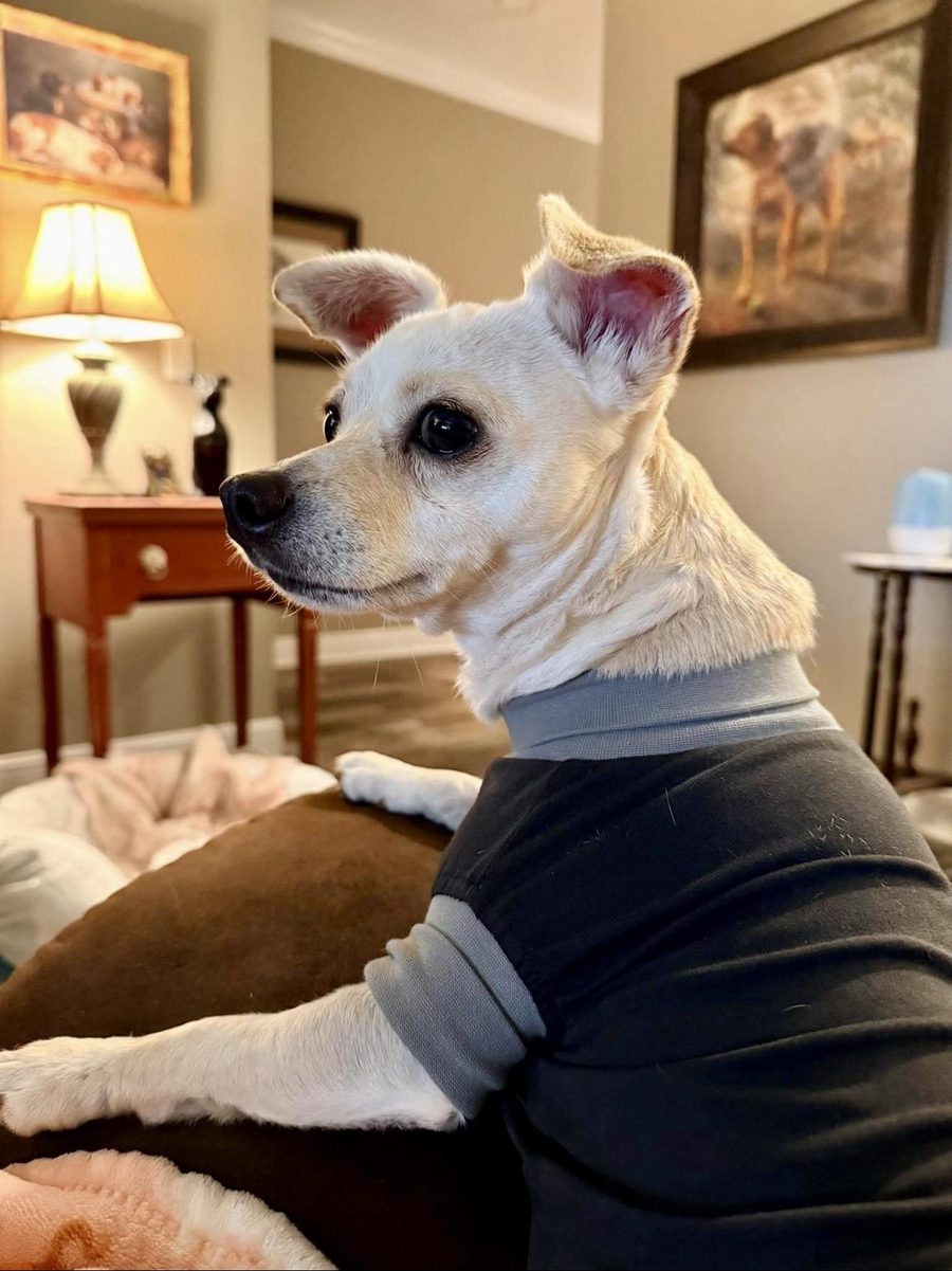 Snowbelle, a Chihuahua-Dachshund mix, now adopted