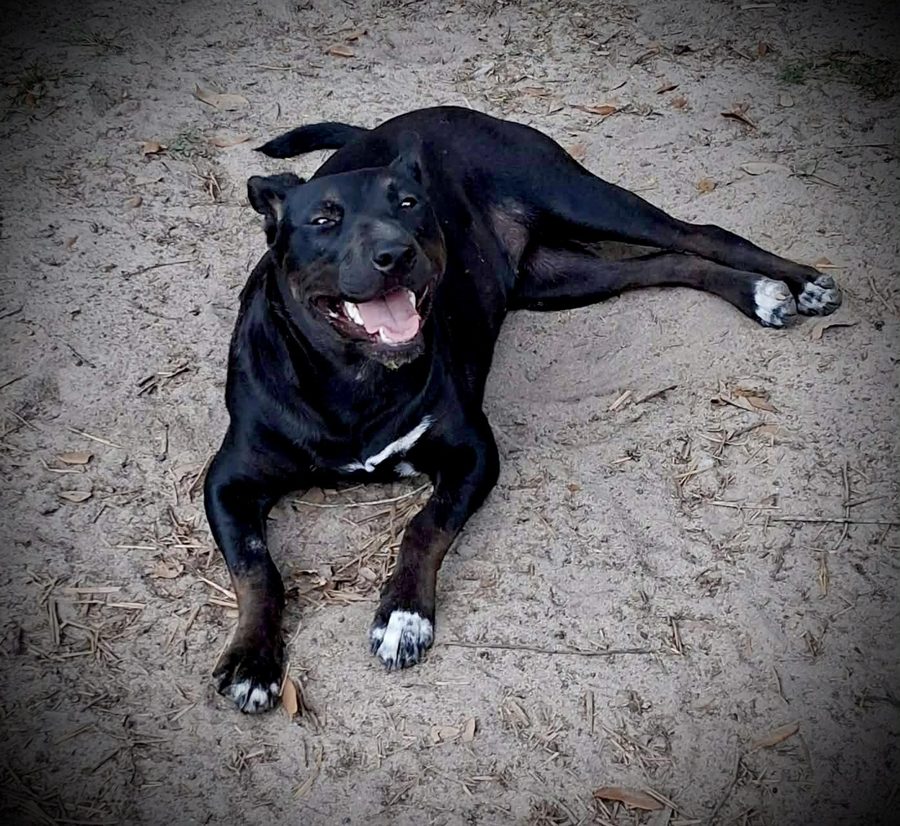 Storm, 1.5-year-old Shepherd and Lab mix