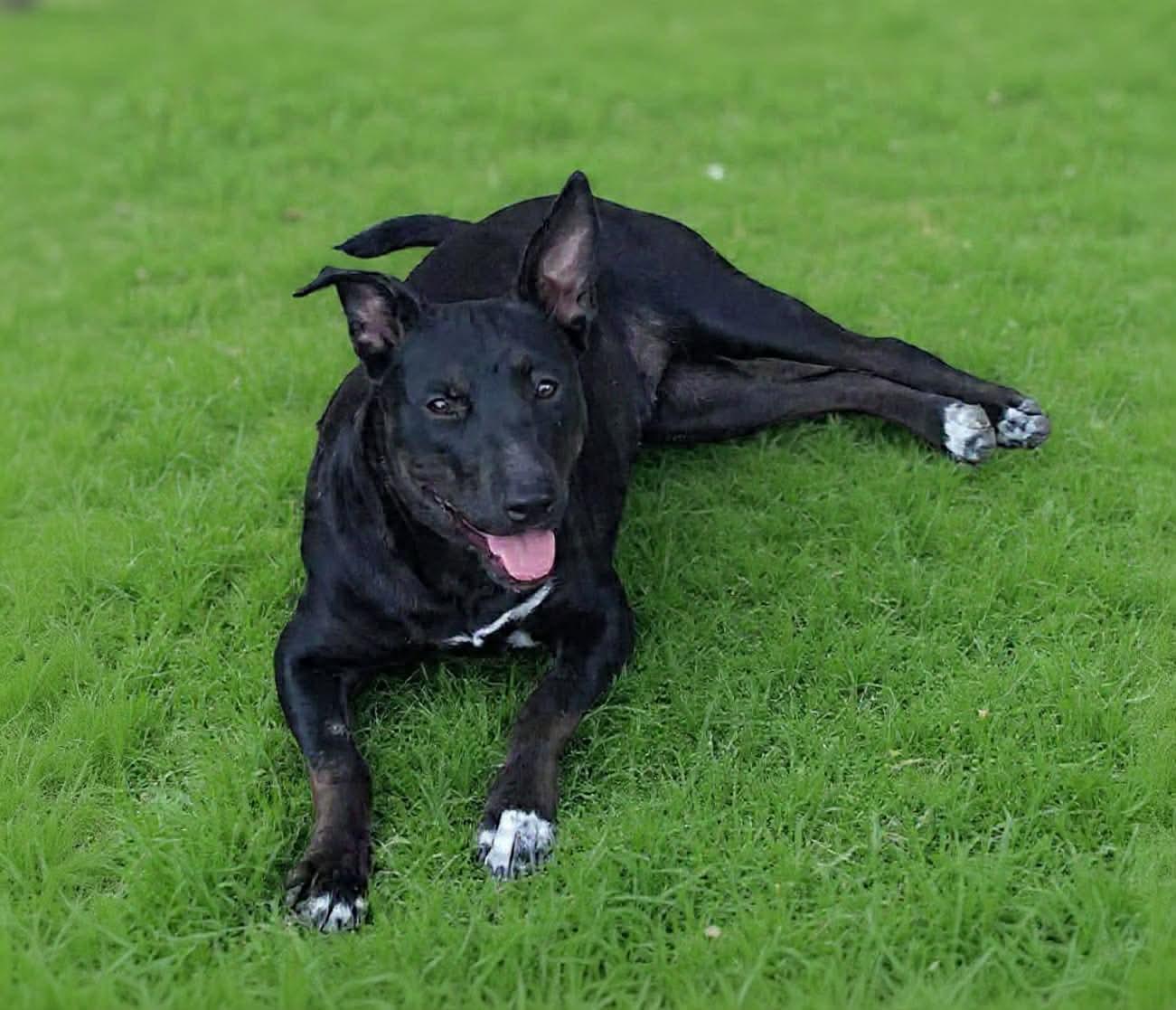 Storm, a 1.5-year-old Shepherd and Lab mix, another photo