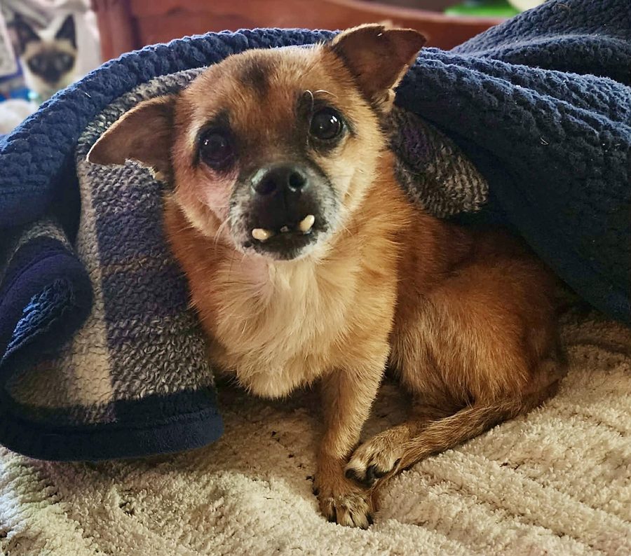 Toofers, 10-year-old Chihuahua and Pekingese mix