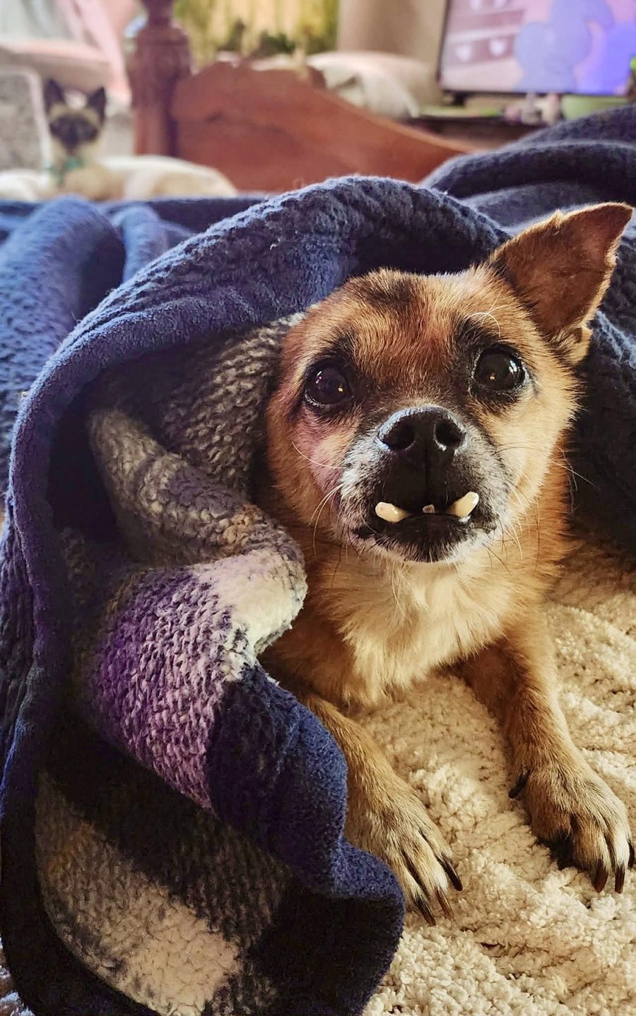 Toofers, a 10-year-old Chihuahua and Pekingese mix