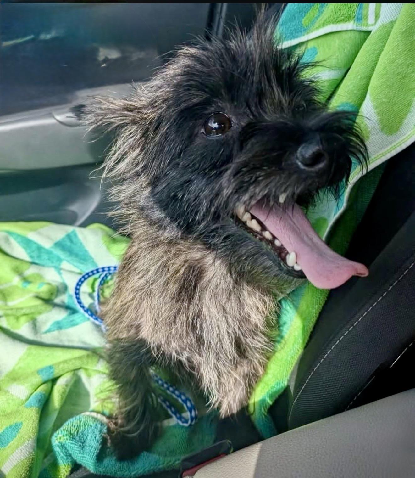 Violet, a 1-year-old Cairn Terrier, now adopted