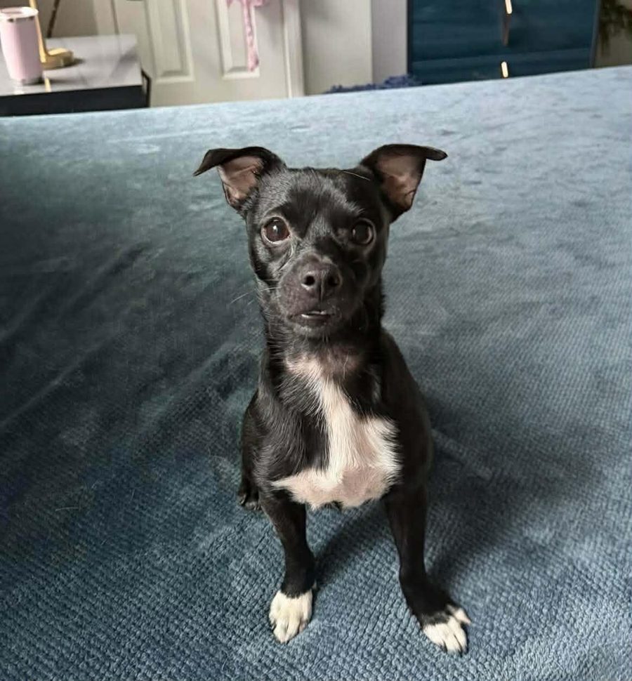 Wasabi, a small black Chihuahua mix, now adopted