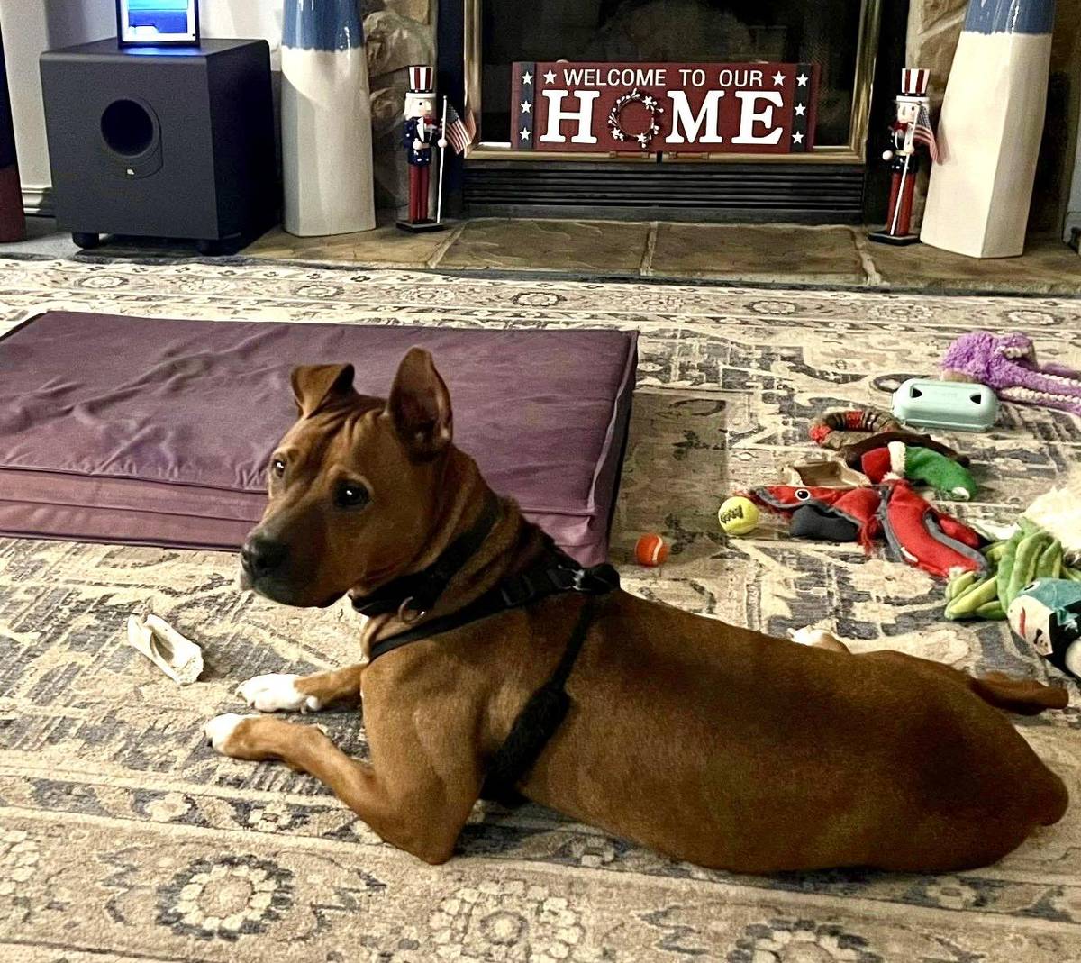 Esther, a Boxer mix rescued by Rosalie and Friends, at home on her rug