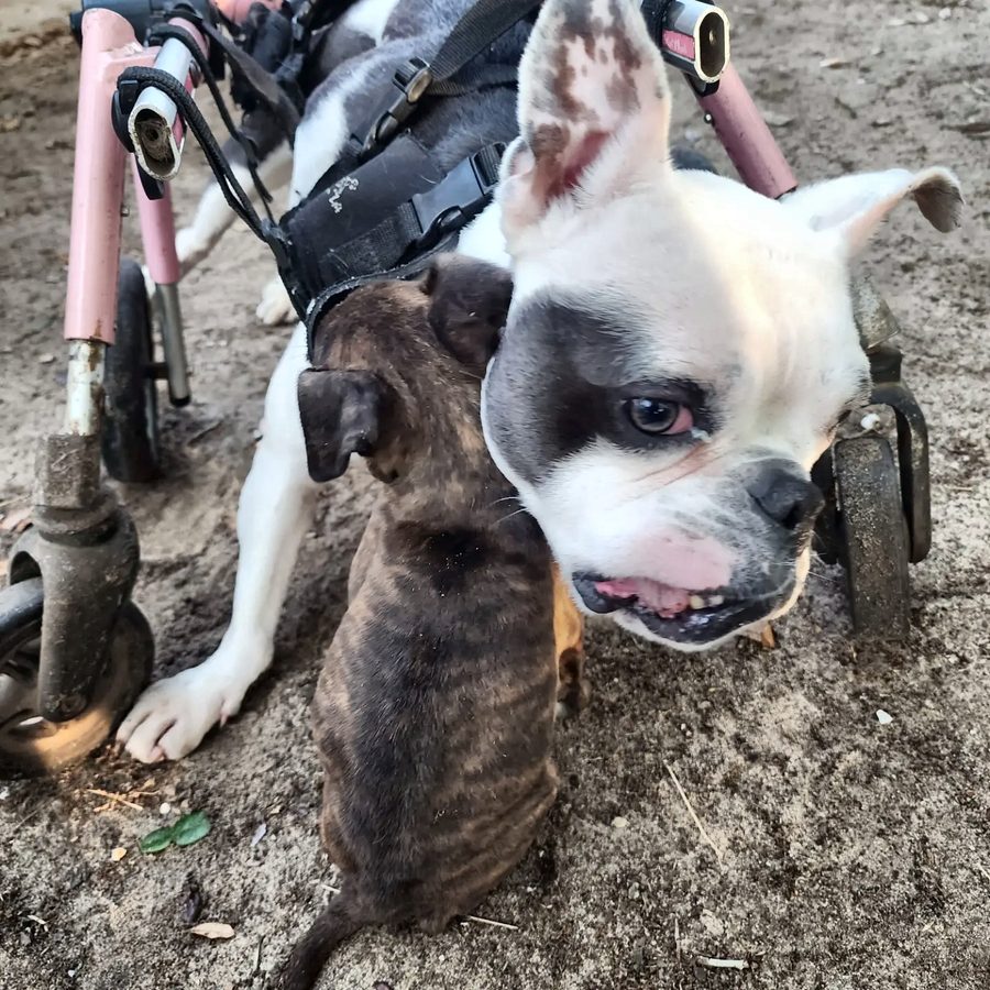 Rosalie in her pink wheelchair, nose to nose with a puppy friend