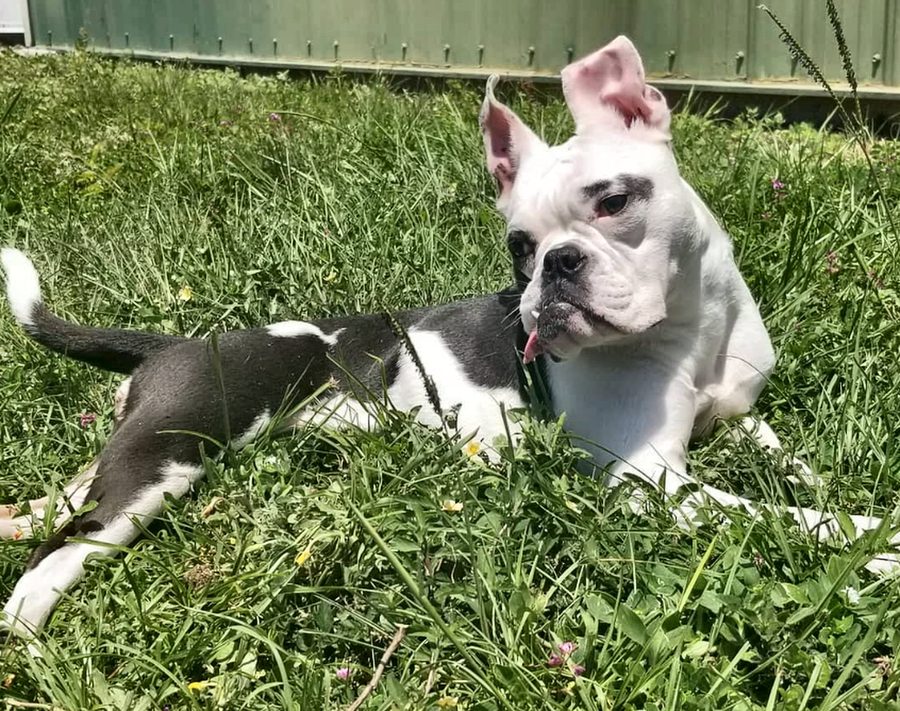 Rosalie stretched out in the grass, tongue out, soaking up the sun