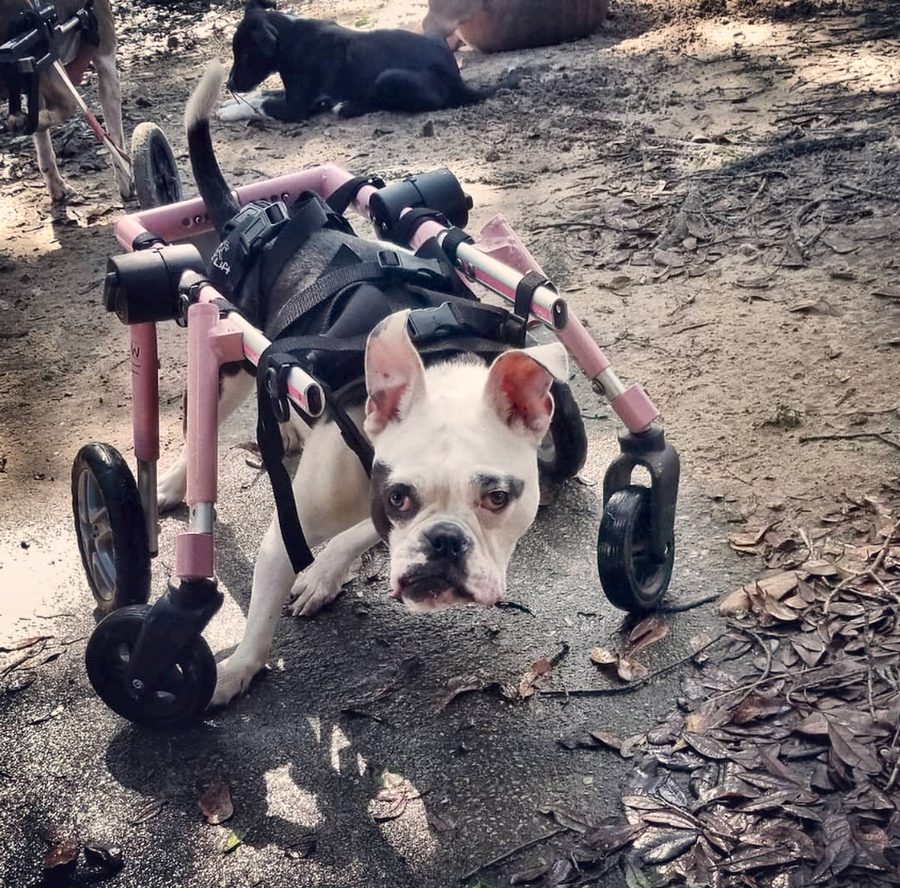 Rosalie, a white bulldog, sitting proudly in her pink wheelchair