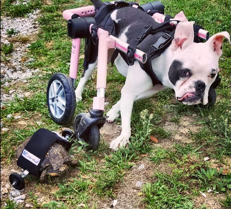 Rosalie motoring across the grass in her wheelchair