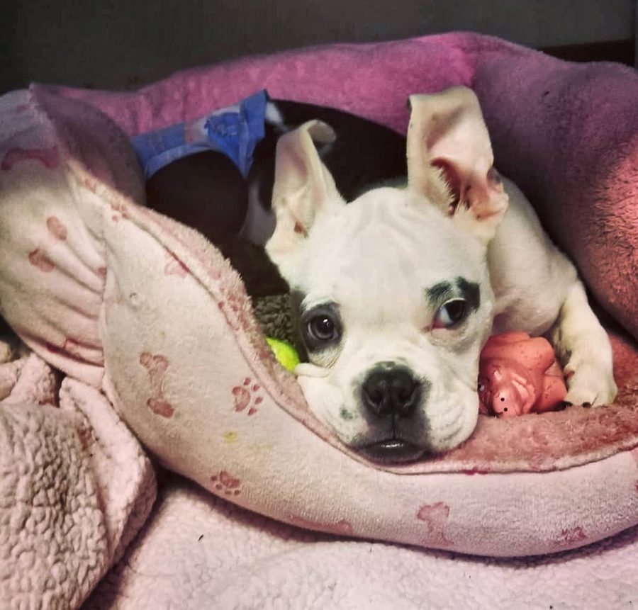 Rosalie as a tiny puppy, curled up in a soft pink blanket